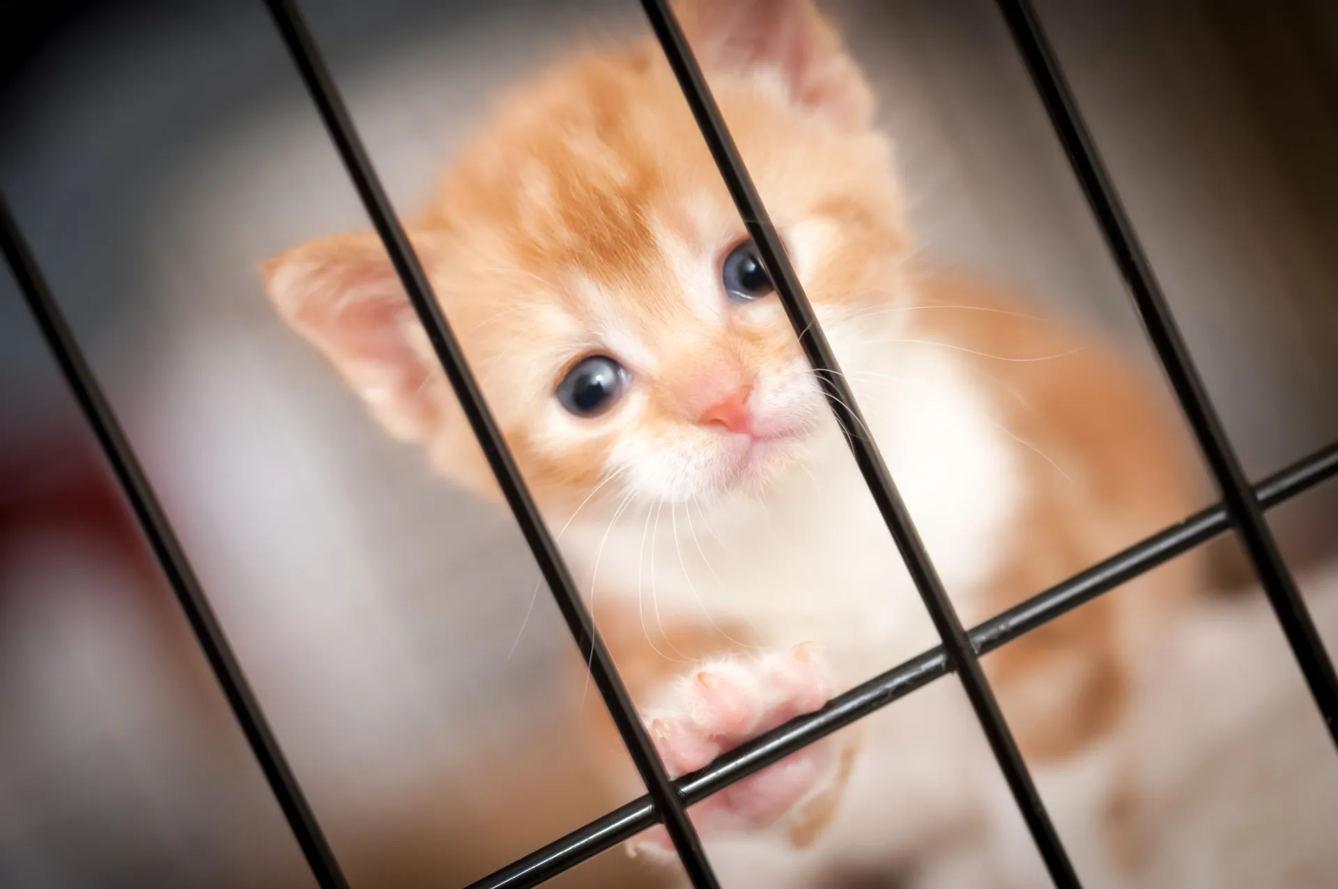 先住猫との相性も！新しい子猫の迎え方・飼い方