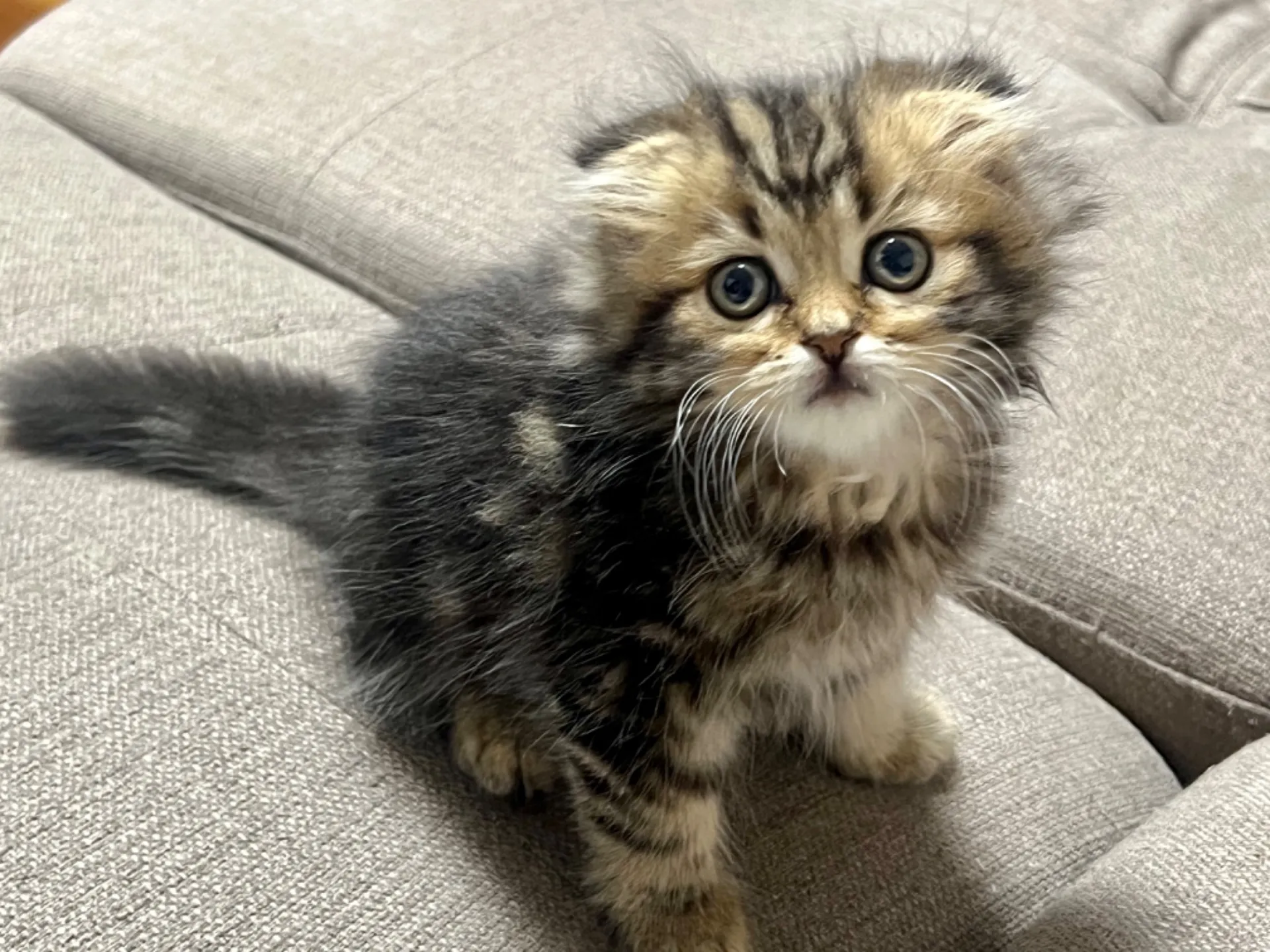 スコティッシュフォールド(6/15生)