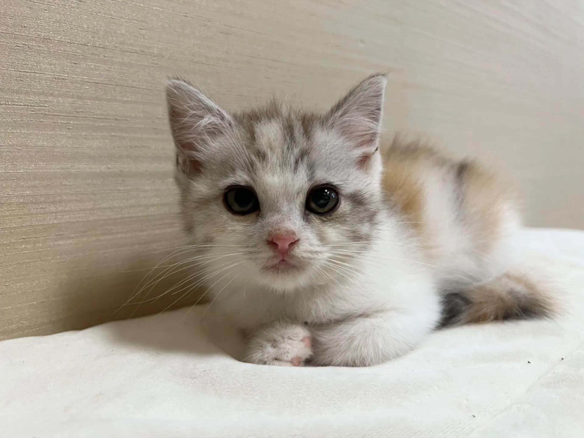 スコティッシュフォールド(6/15生)