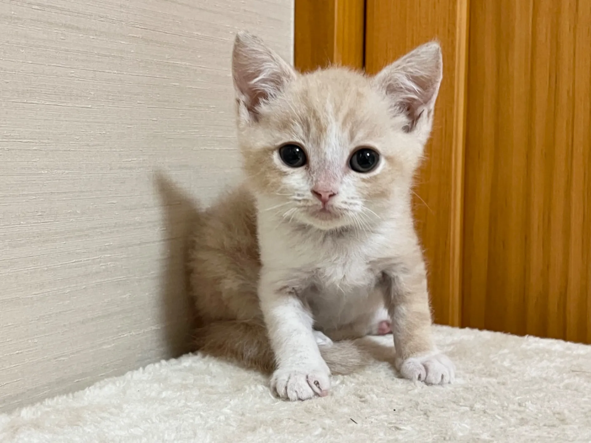 スコティッシュフォールド(6/3生)