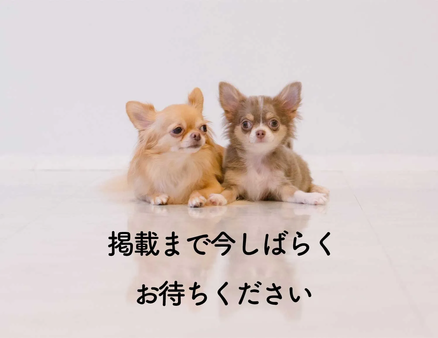 ご希望の犬種がいましたらLINEまで