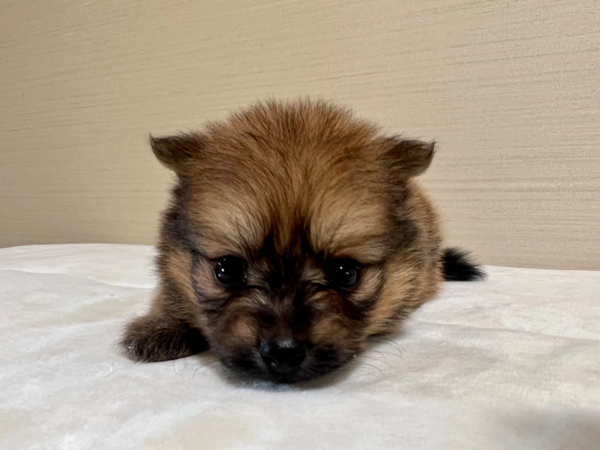 ポメラニアン(7/3生)