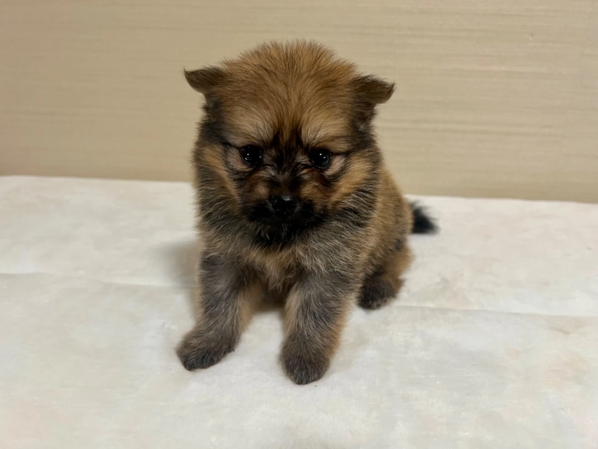 ポメラニアン(7/3生)