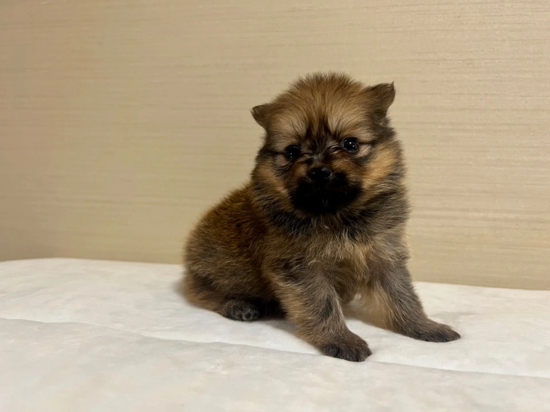 ポメラニアン(7/3生)