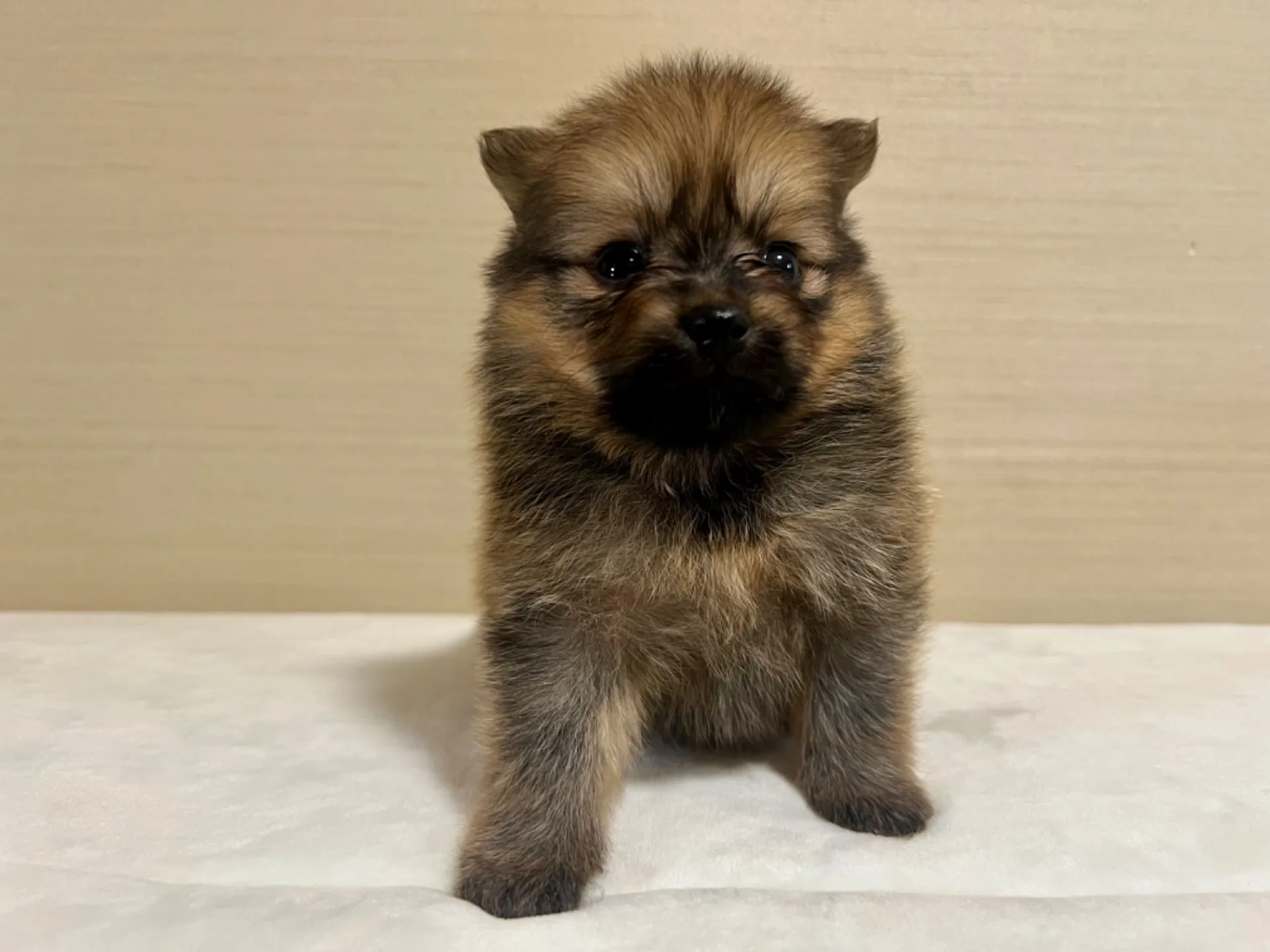 ポメラニアン(7/3生)