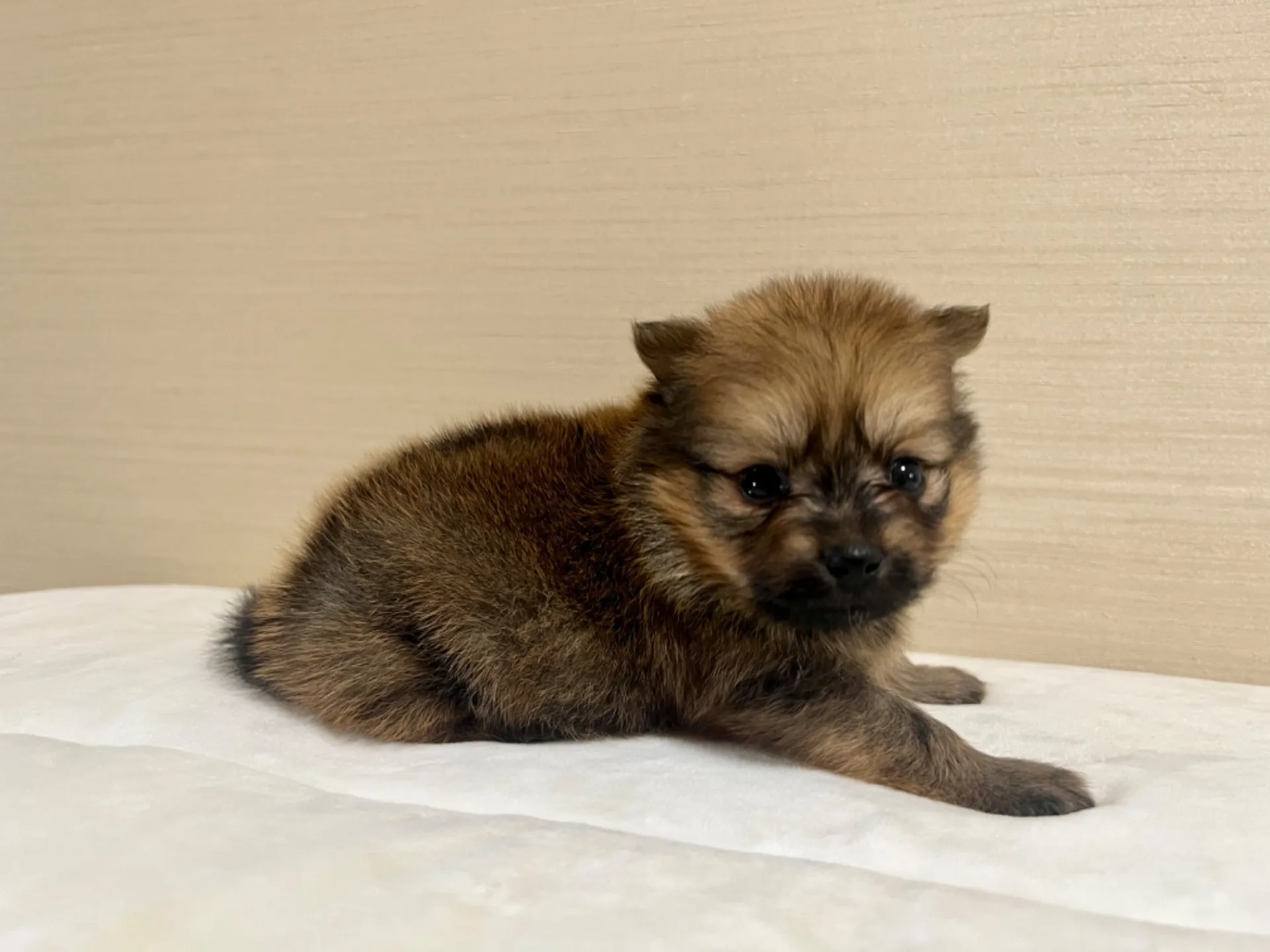 ポメラニアン(7/3生)