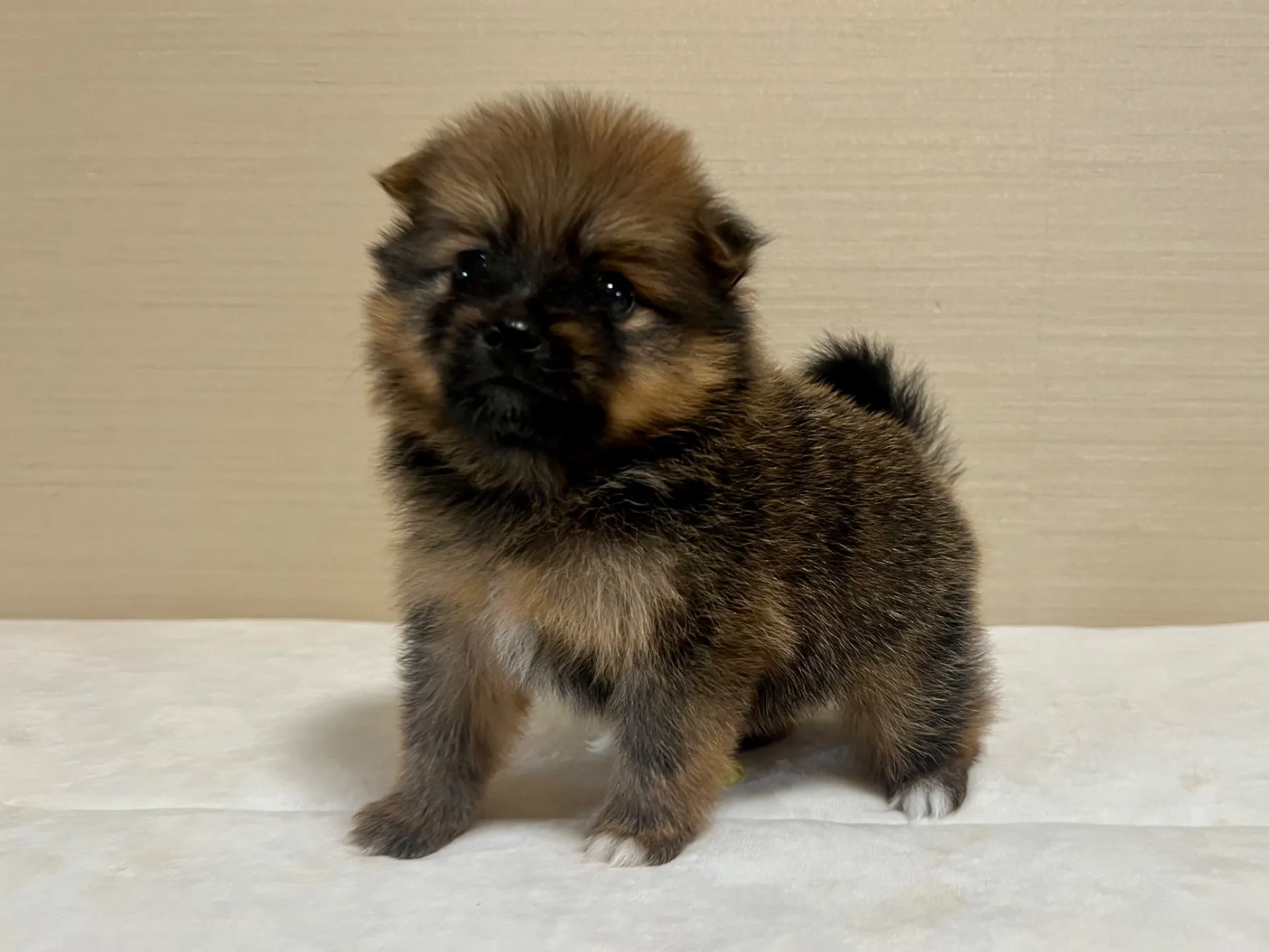 ポメラニアン(7/3生)