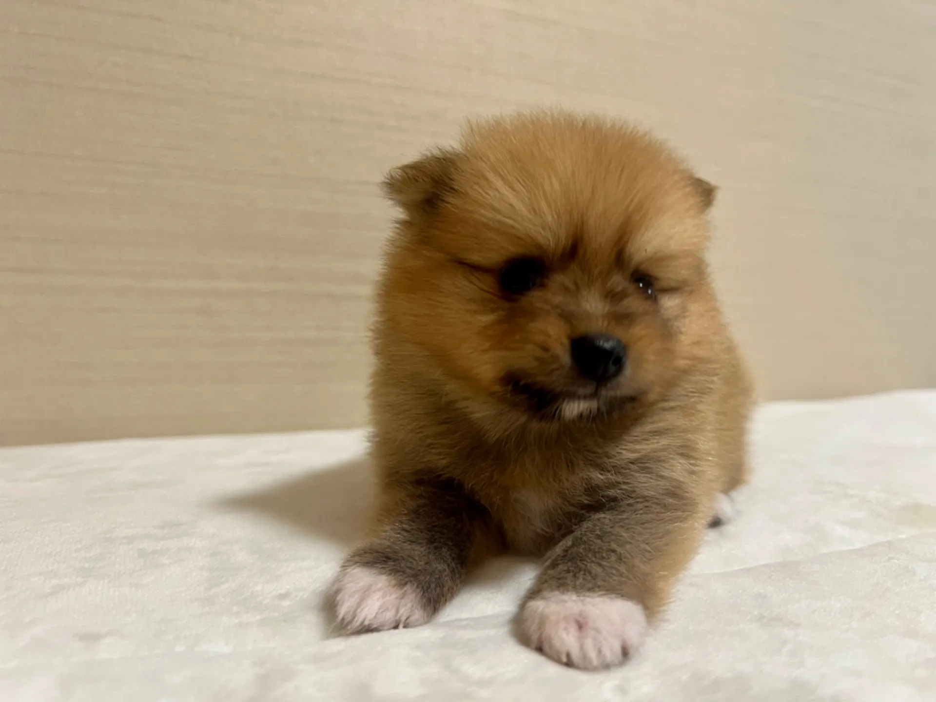 ポメラニアン(7/3生)