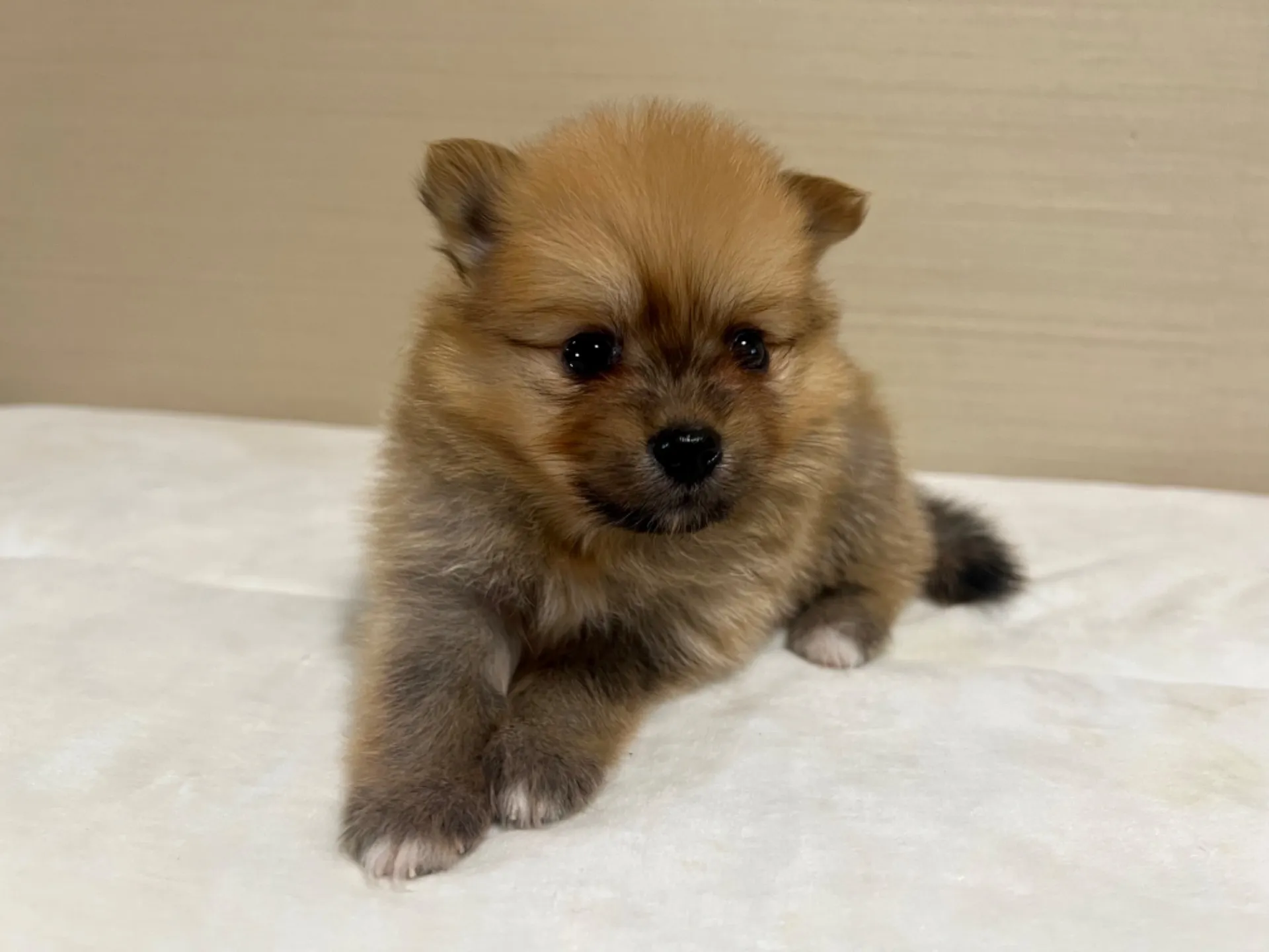 ポメラニアン(7/3生)