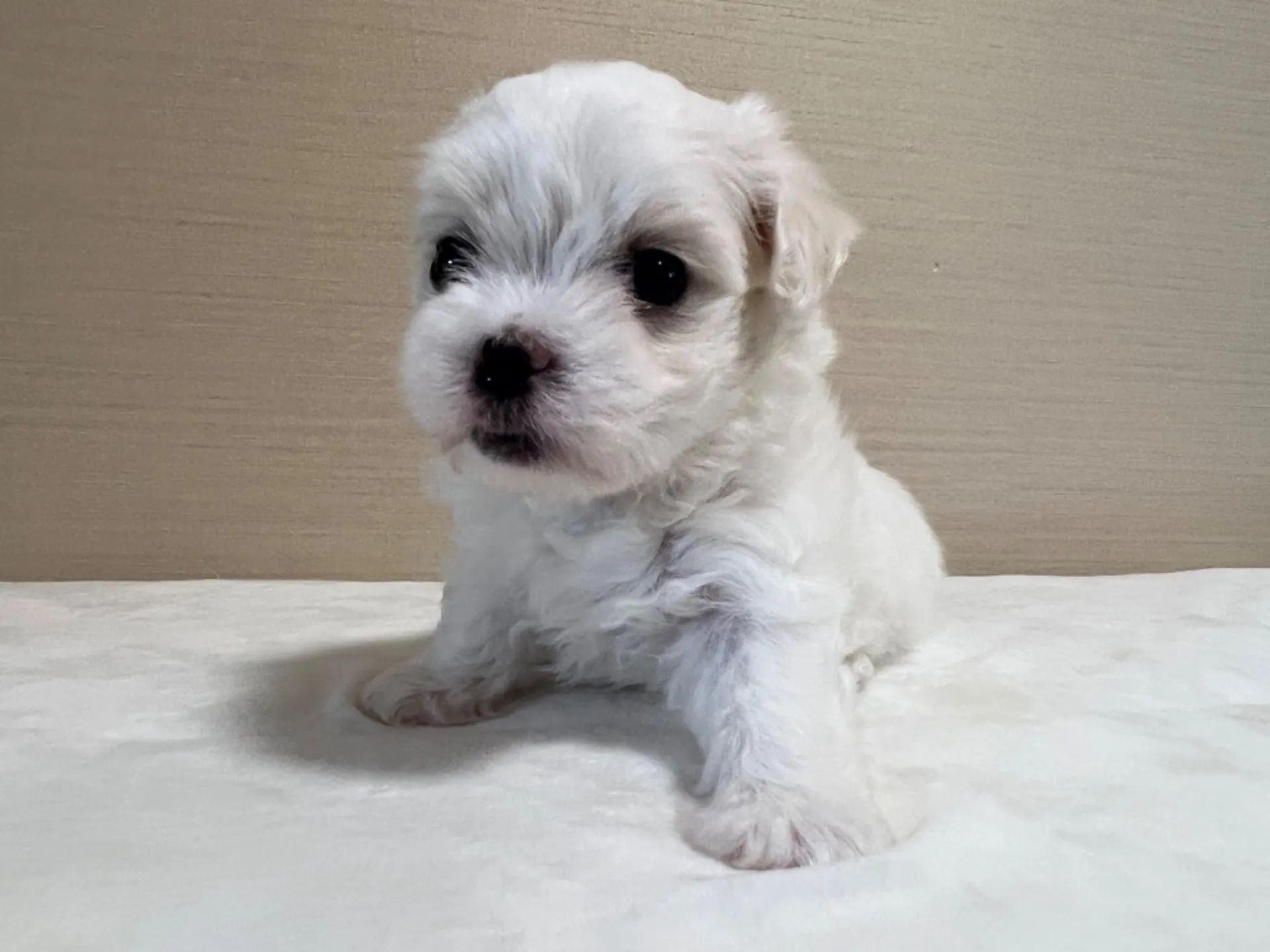 マルチーズ(7/3生)