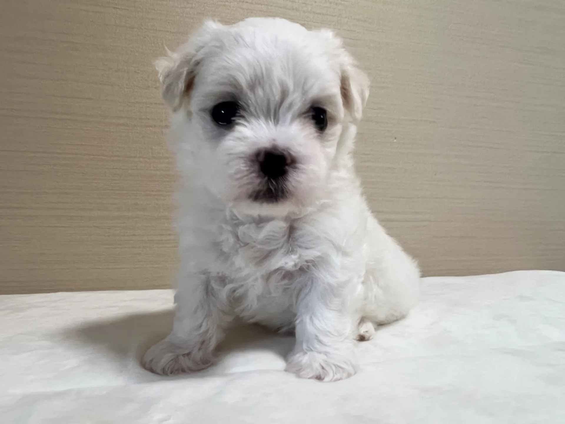 マルチーズ(7/3生)