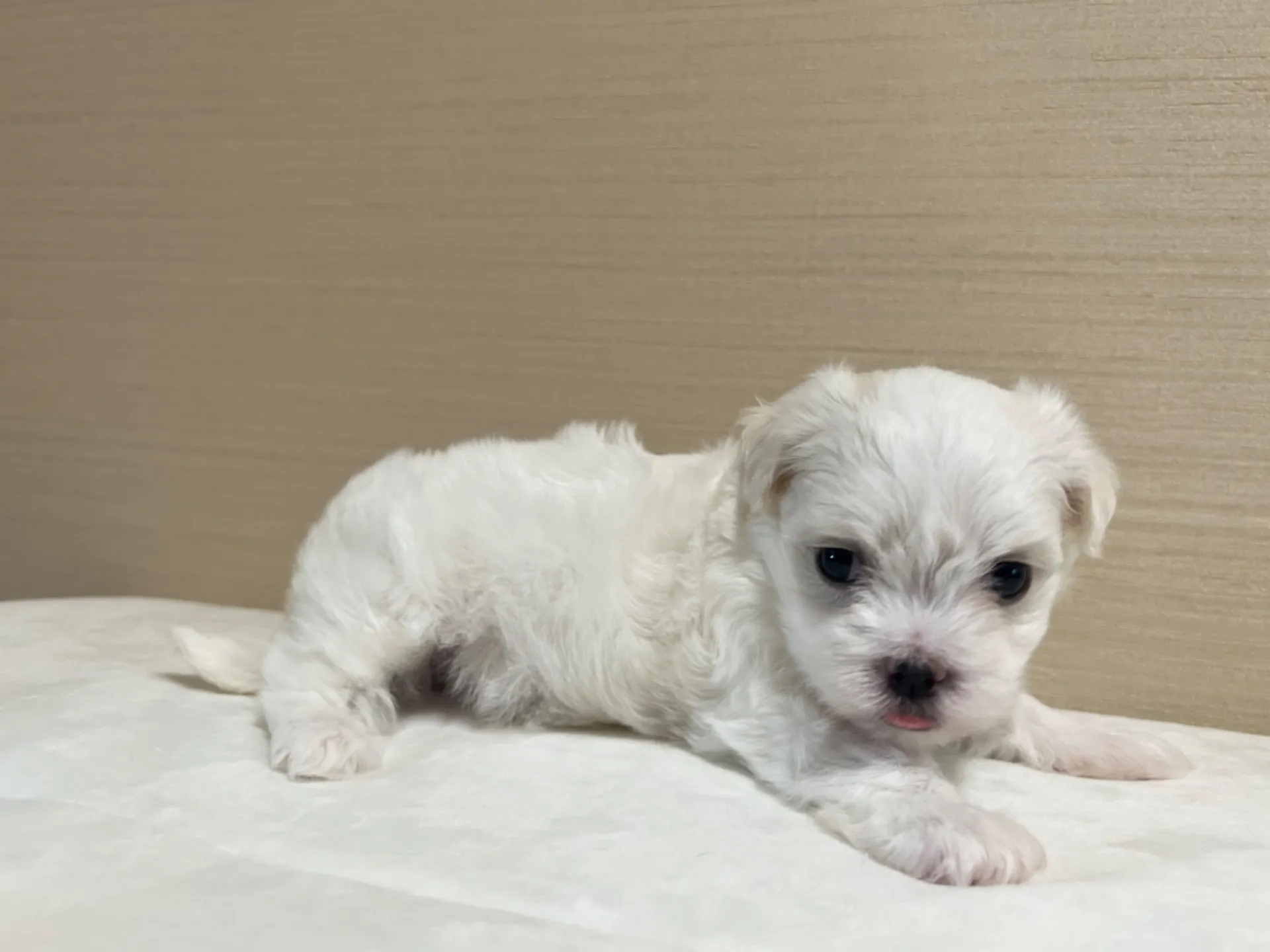 マルチーズ(7/3生)