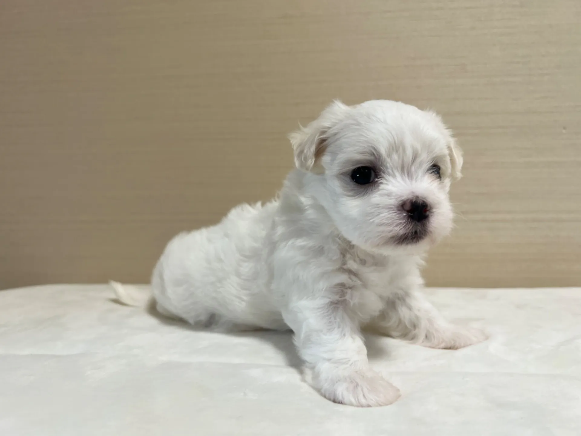 マルチーズ(7/3生)