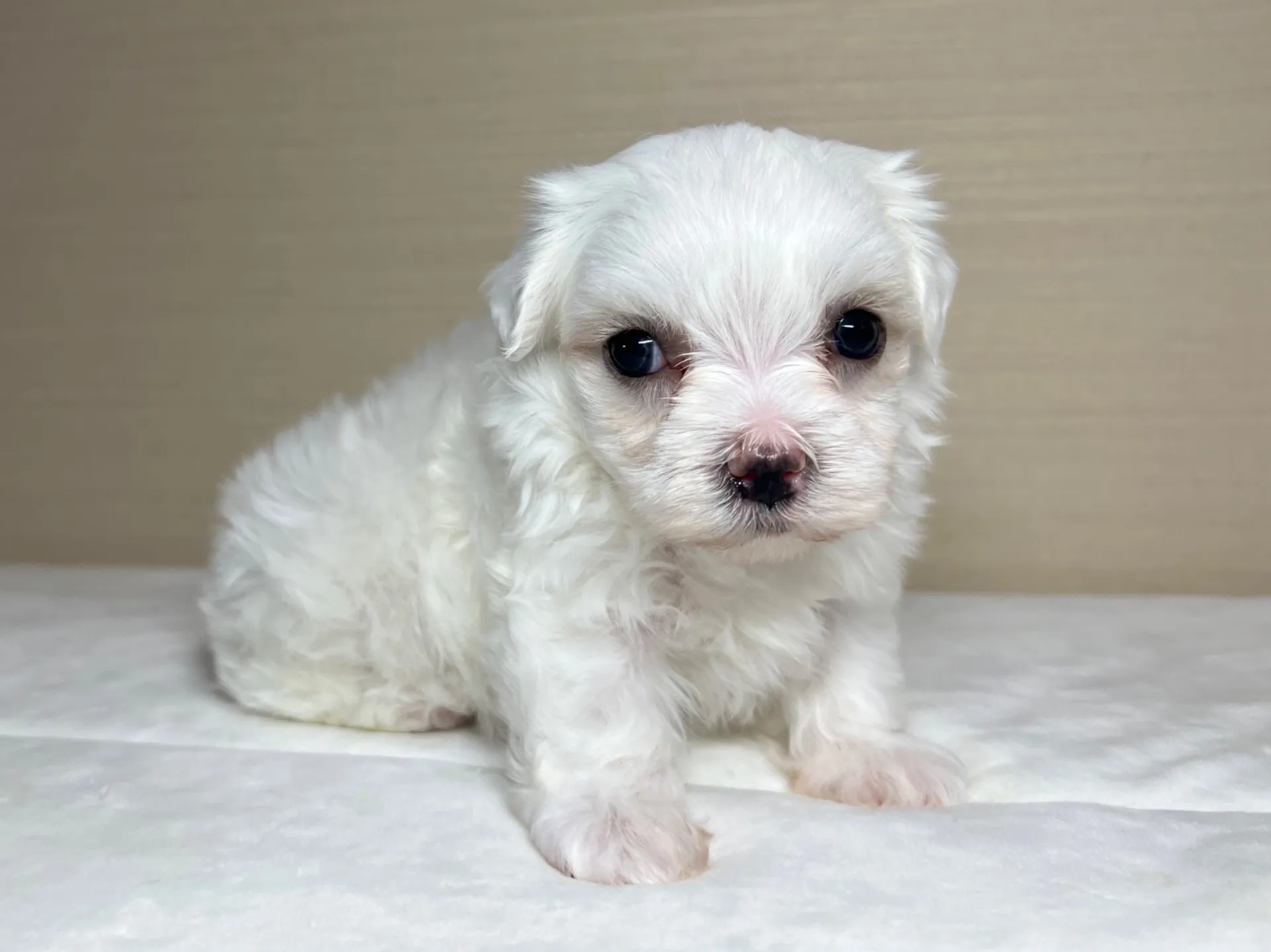 マルチーズ(7/3生)