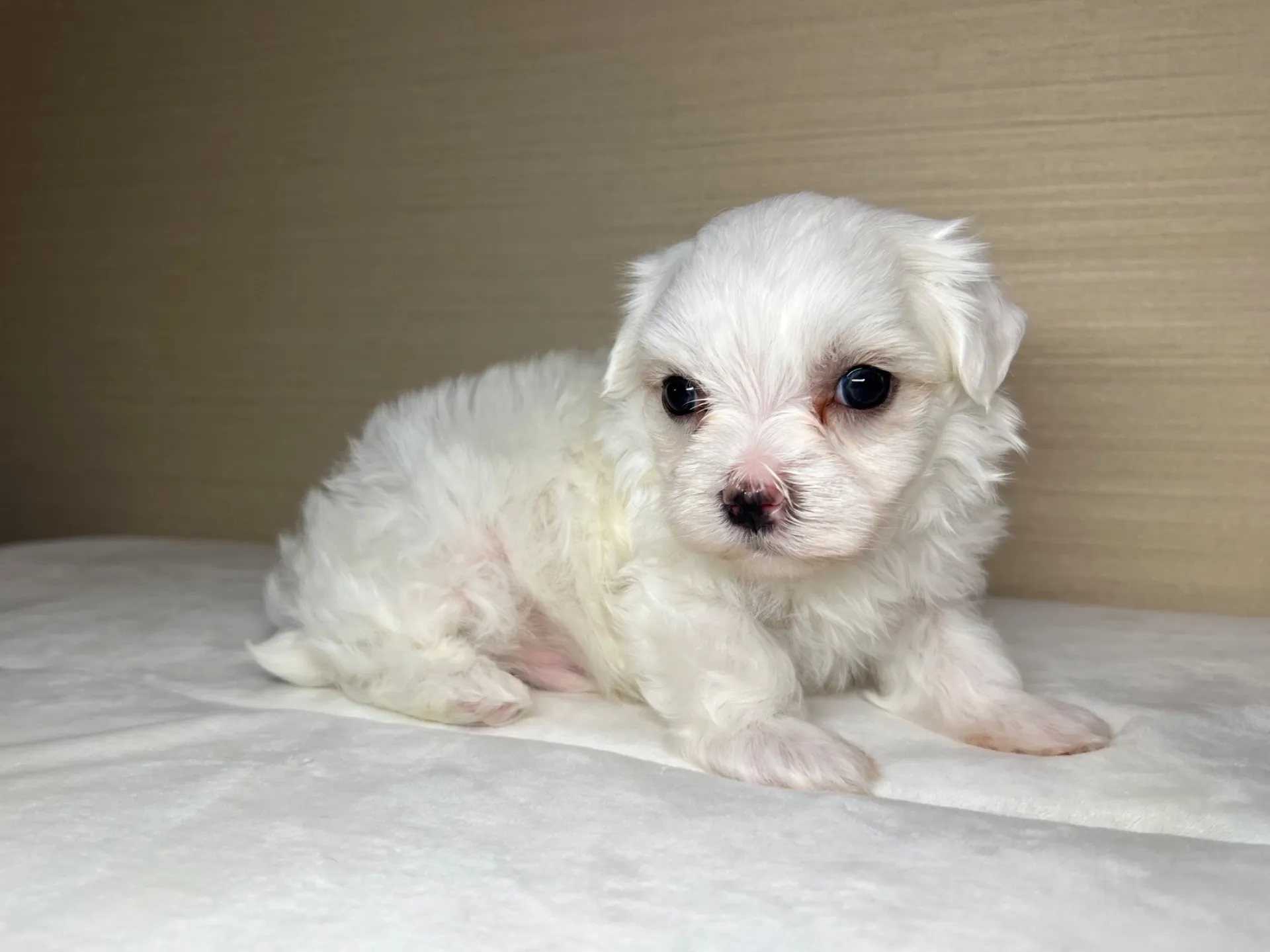 マルチーズ(7/3生)