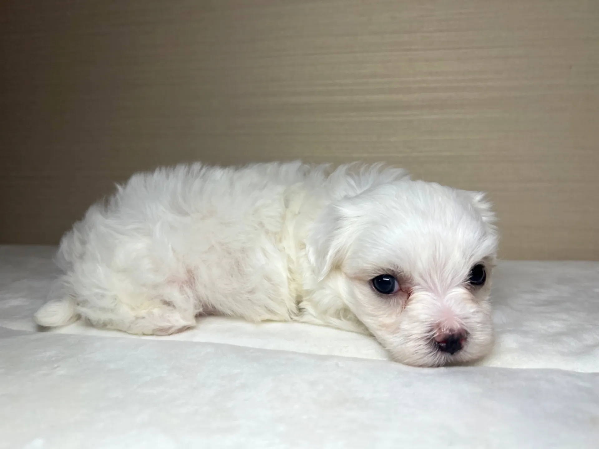 マルチーズ(7/3生)