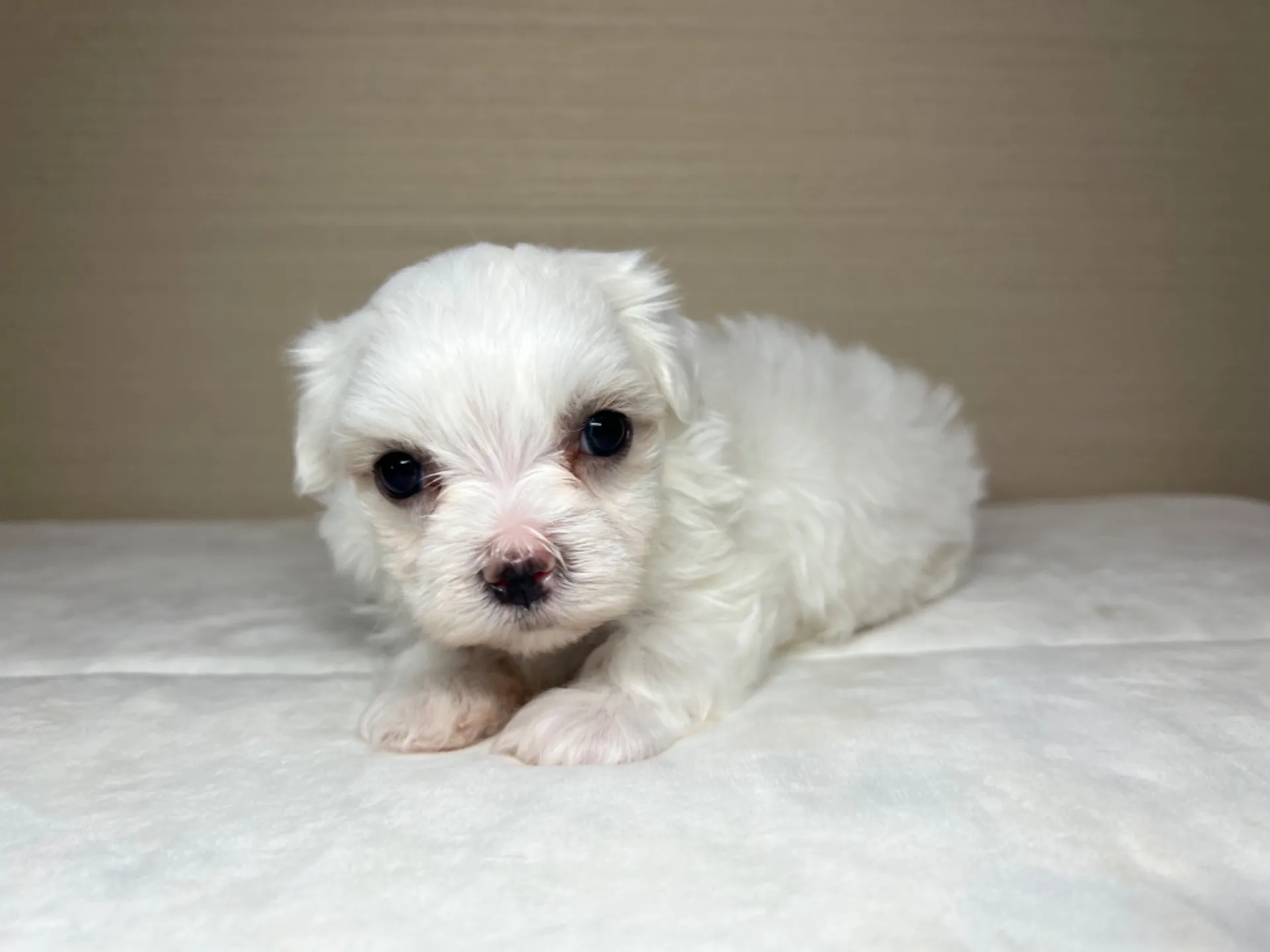 マルチーズ(7/3生)