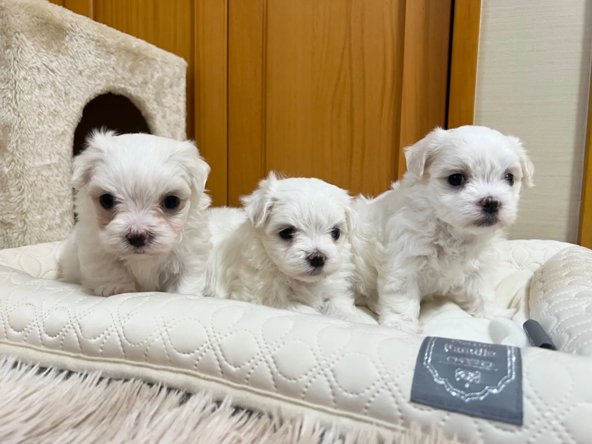 マルチーズ(7/3生)