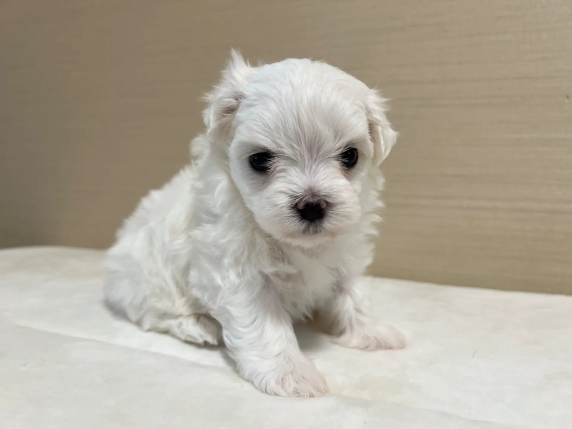 マルチーズ(7/3生)