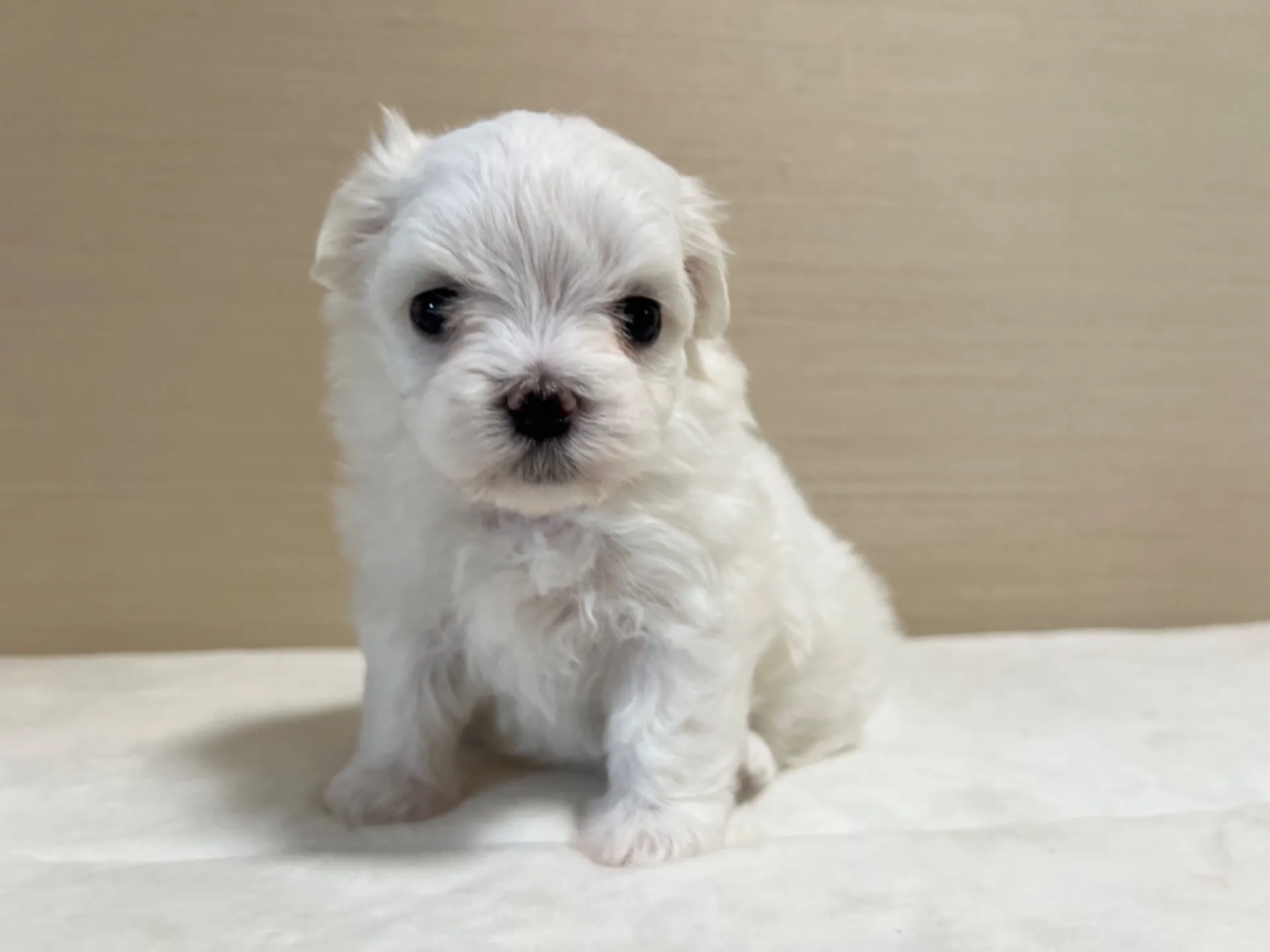 マルチーズ(7/3生)