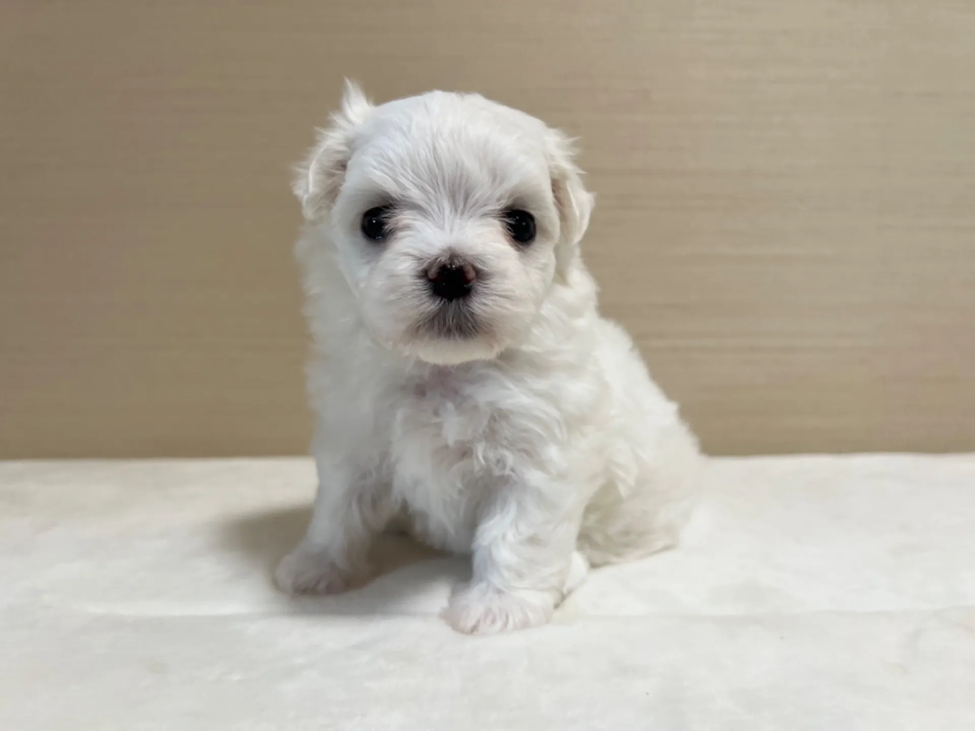 マルチーズ(7/3生)