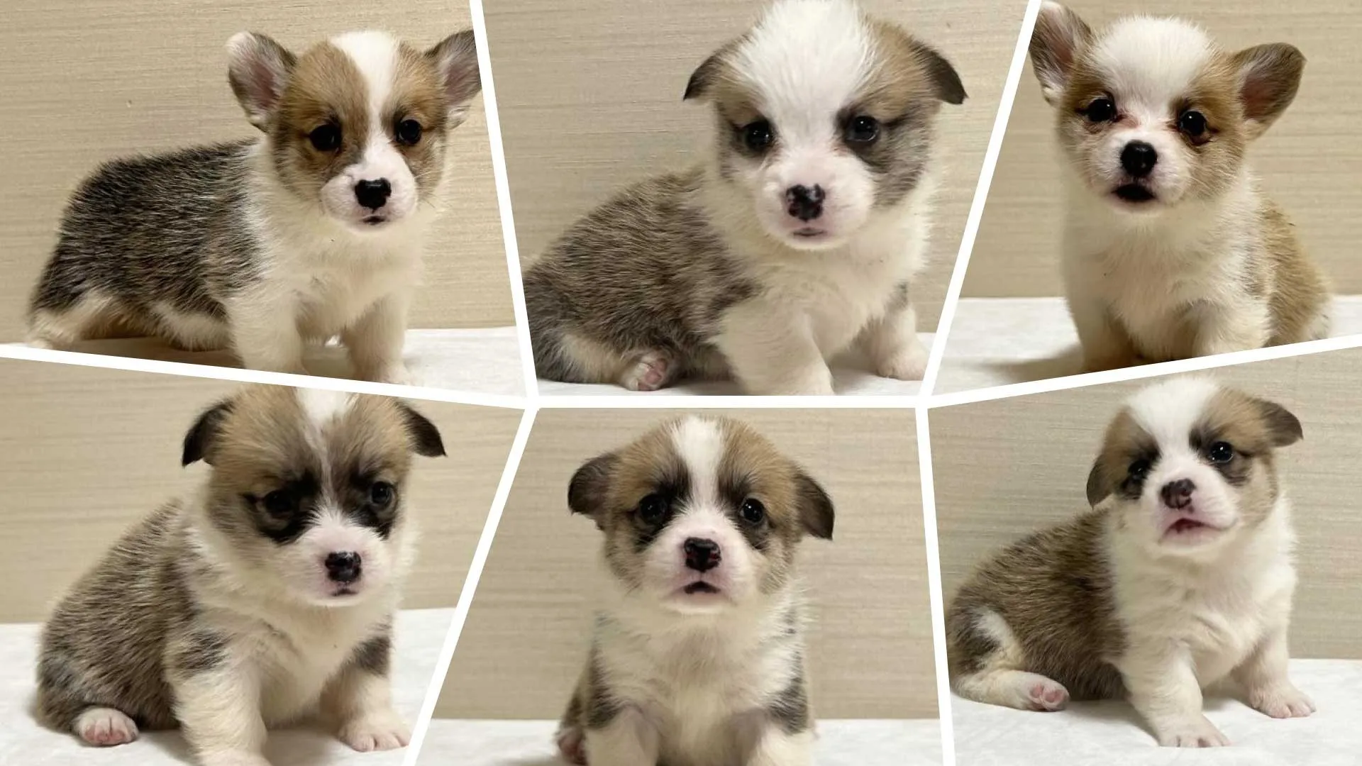 コーギーちゃん！1歳おめでとう！！