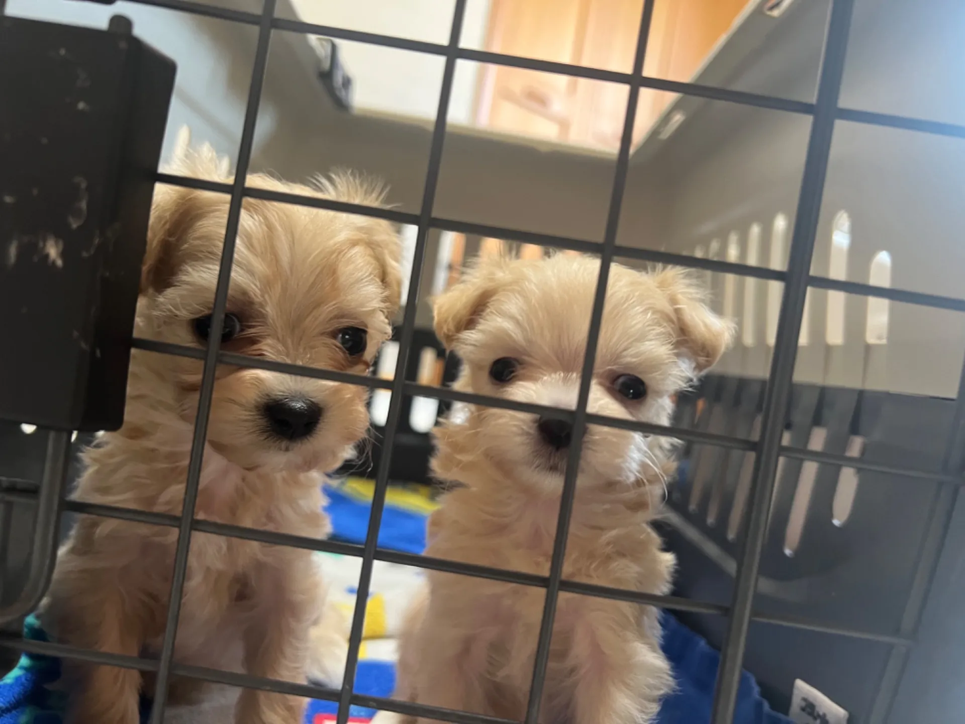 マルチーズ×トイプードル(7/10生)