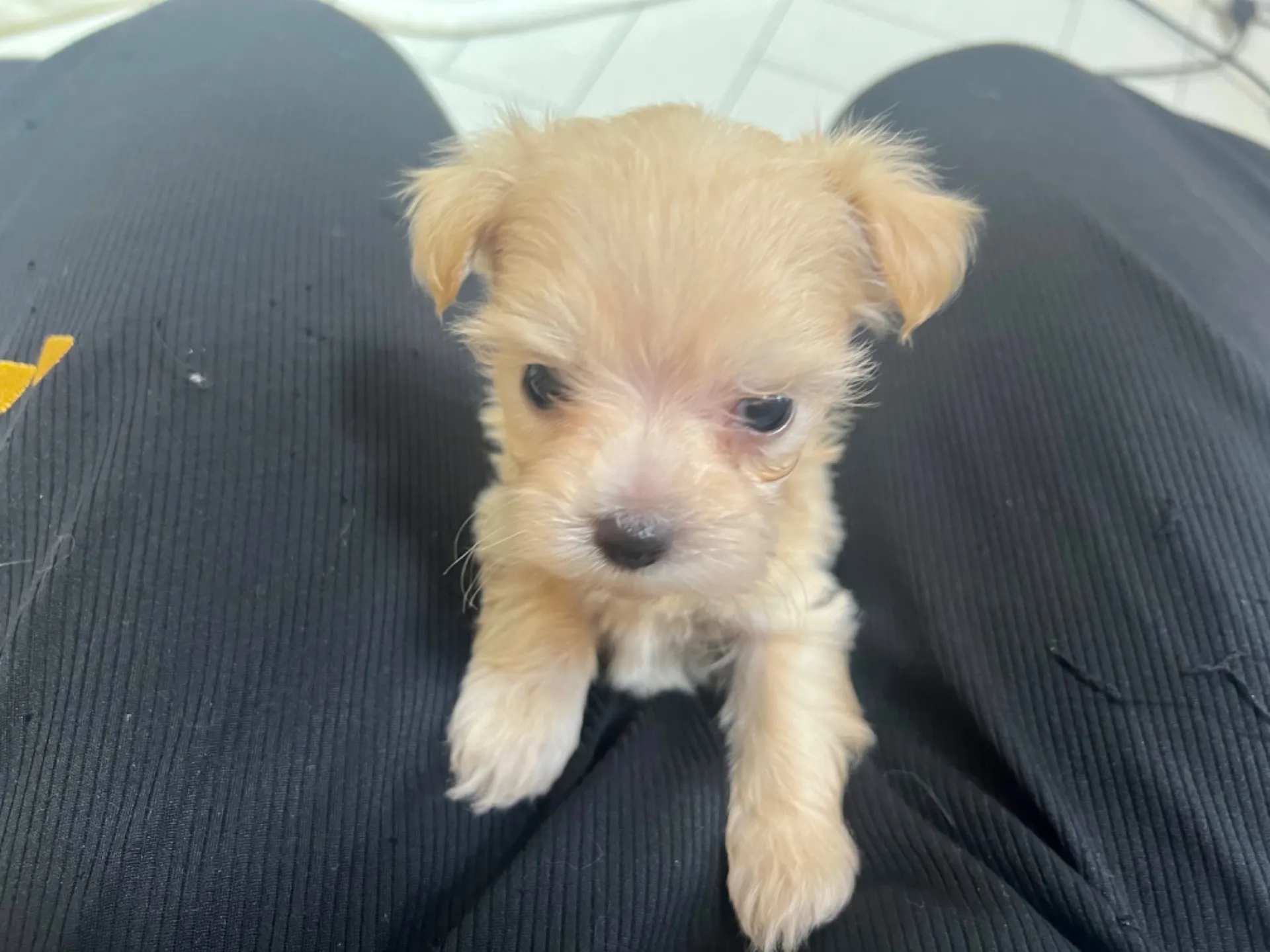 マルチーズ×トイプードル(7/10生)