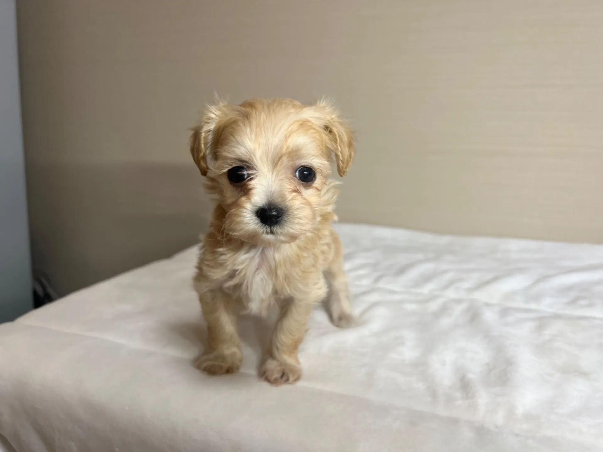 マルチーズ×トイプードル(7/10生)