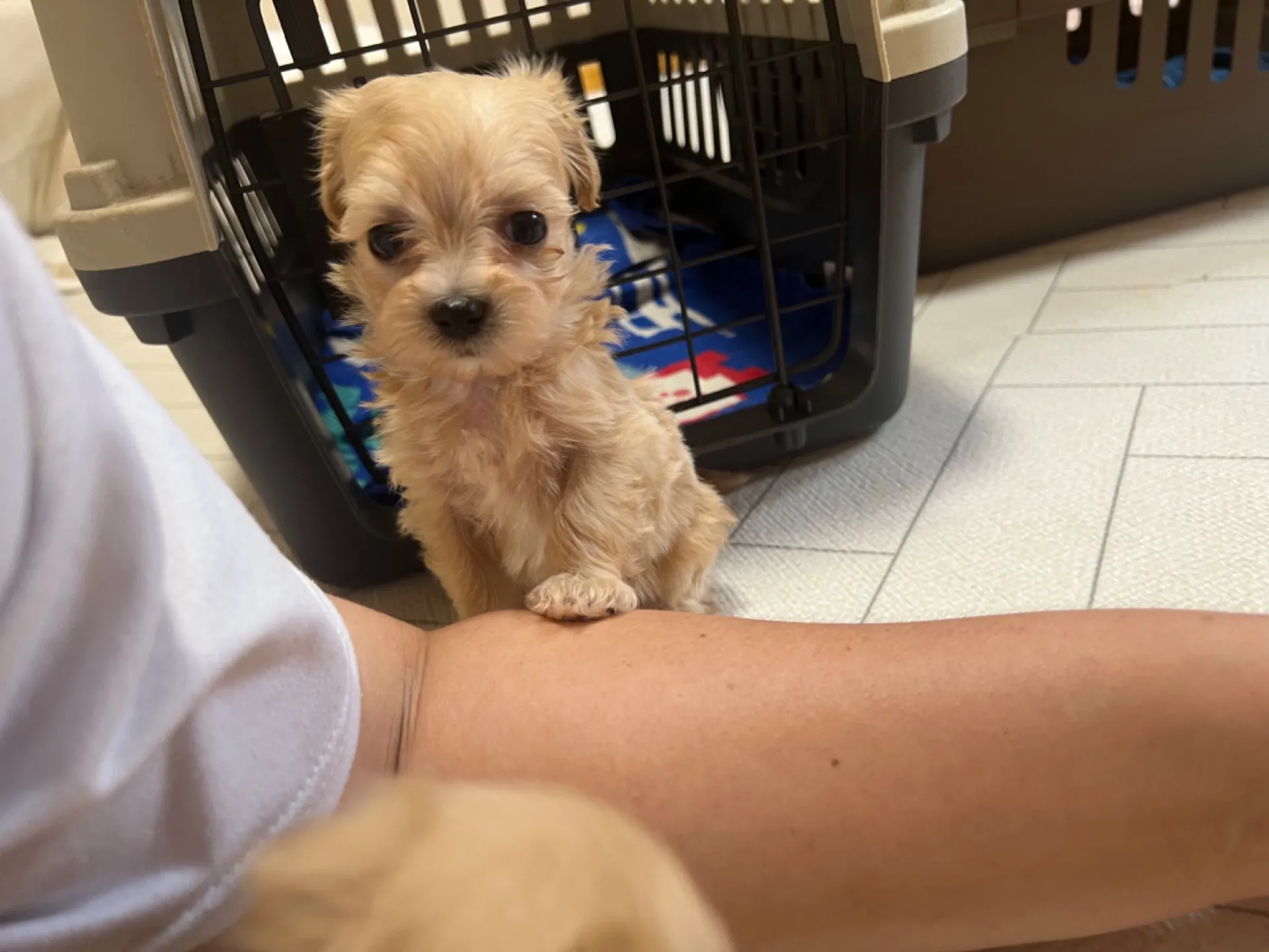 マルチーズ×トイプードル(7/10生)