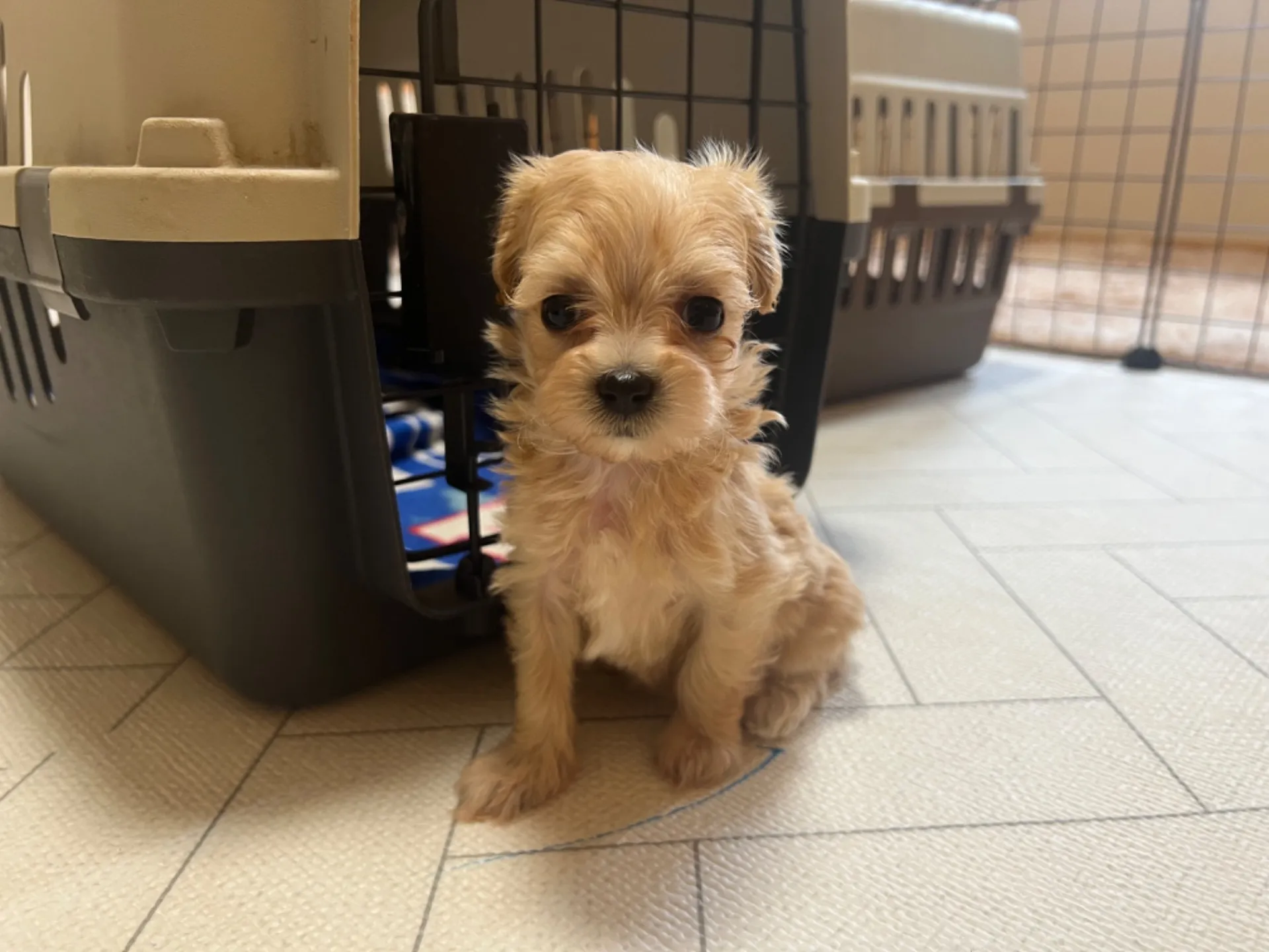 マルチーズ×トイプードル(7/10生)