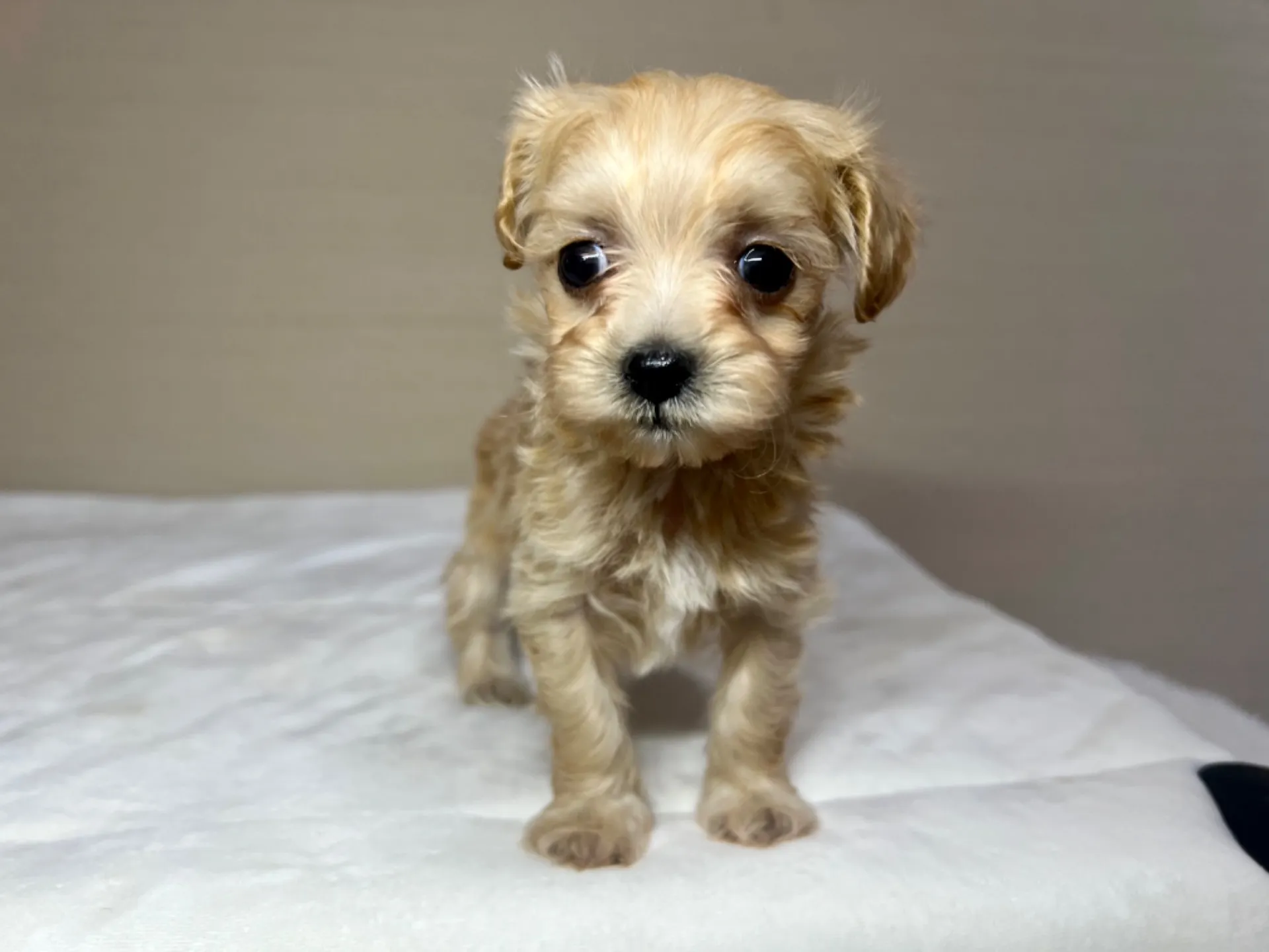 マルチーズ×トイプードル(7/10生)