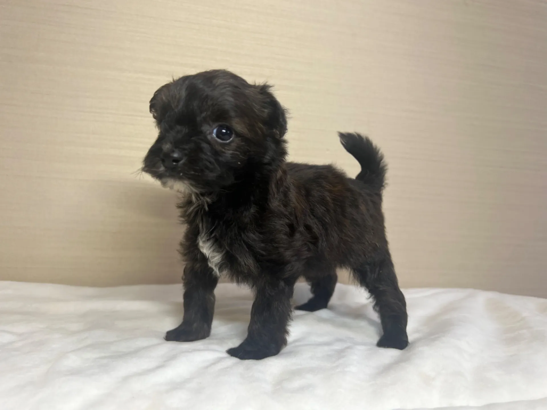 ポメラニアン×トイプードル(7/10生)