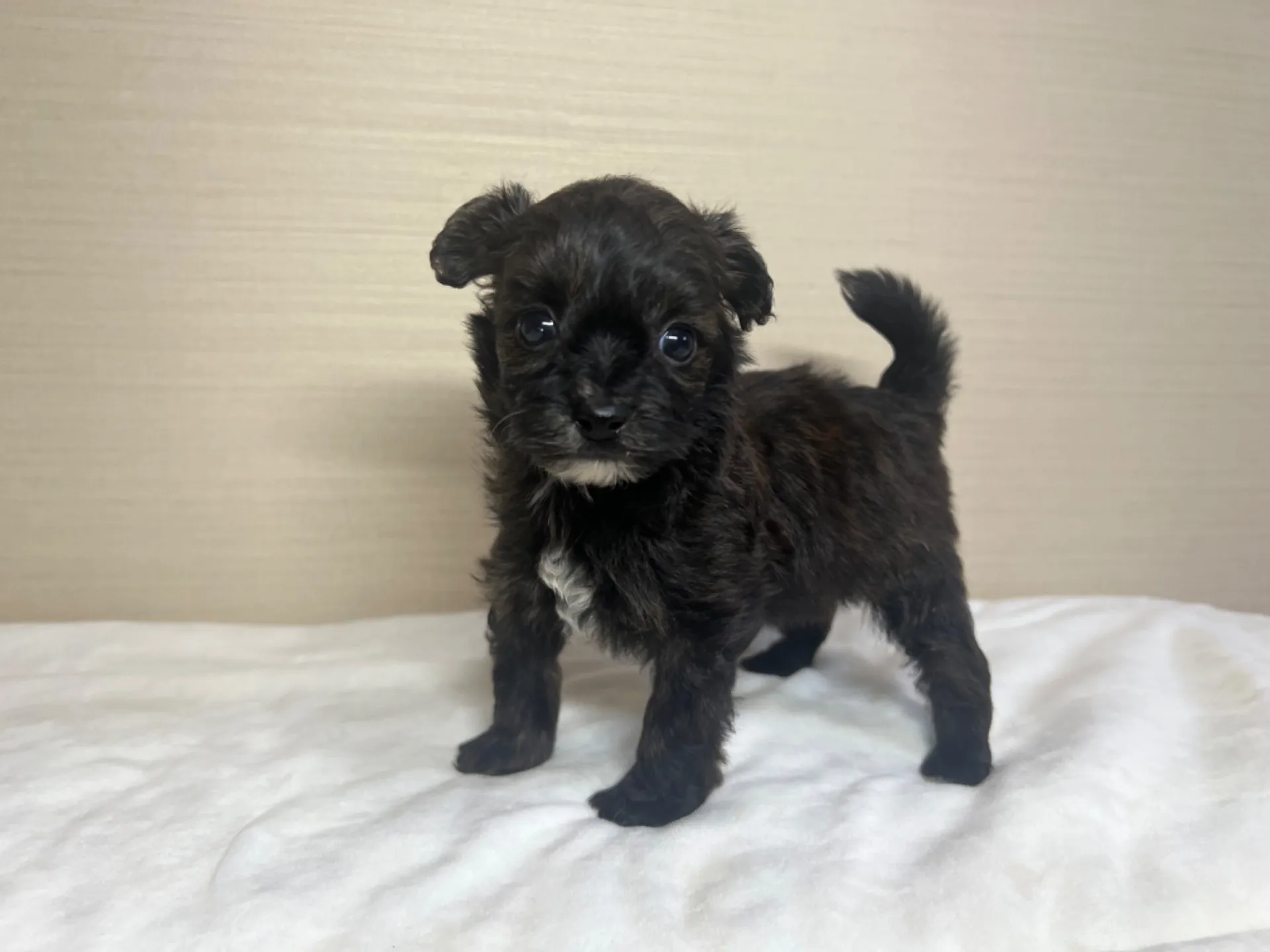 ポメラニアン×トイプードル(7/10生)