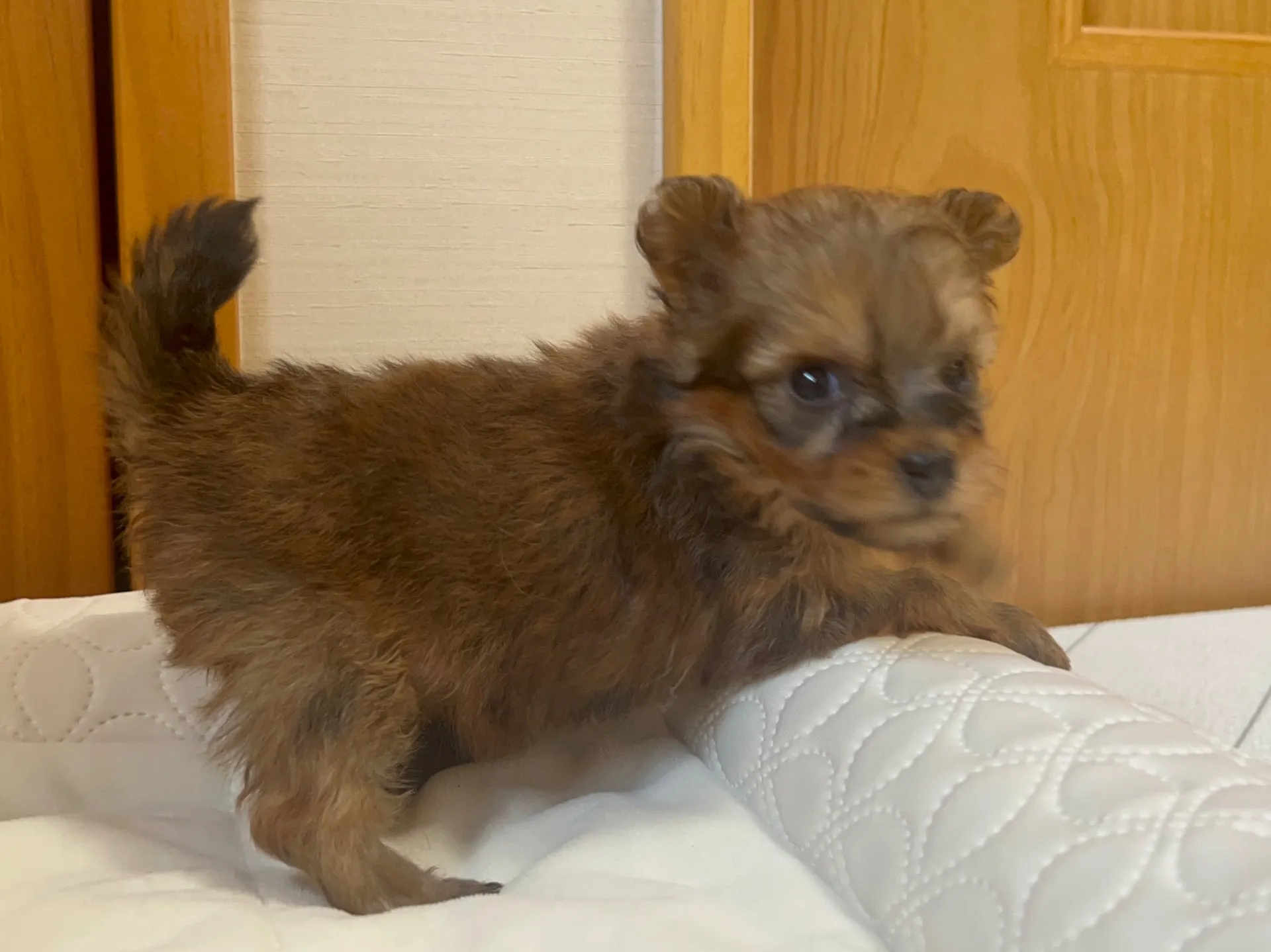 ポメラニアン×トイプードル(7/10生)