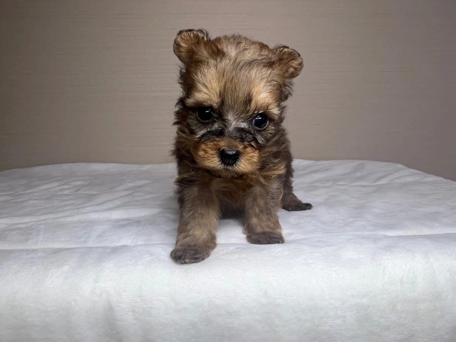 ポメラニアン×トイプードル(7/10生)