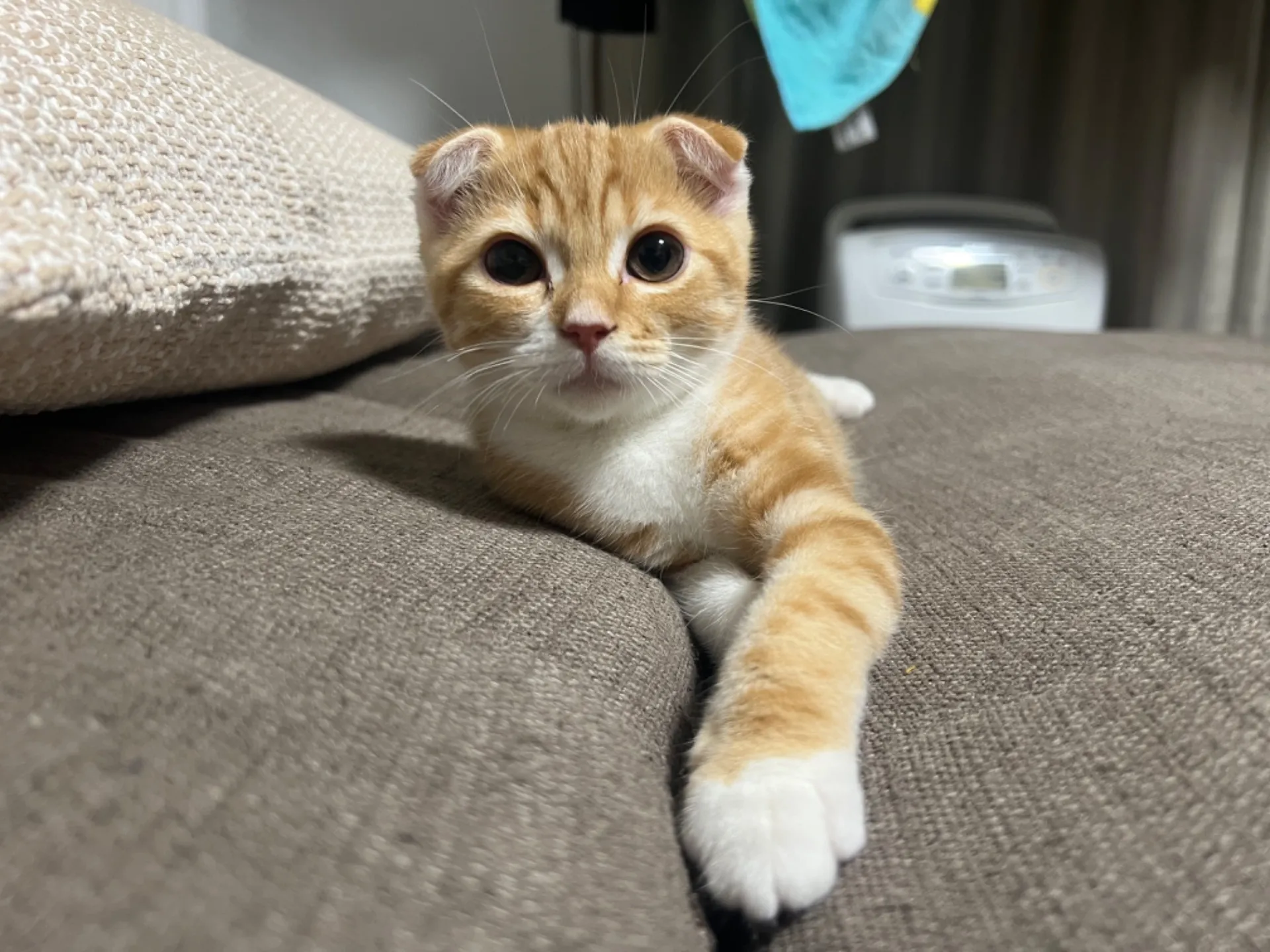 スコティッシュフォールド(6/3生)