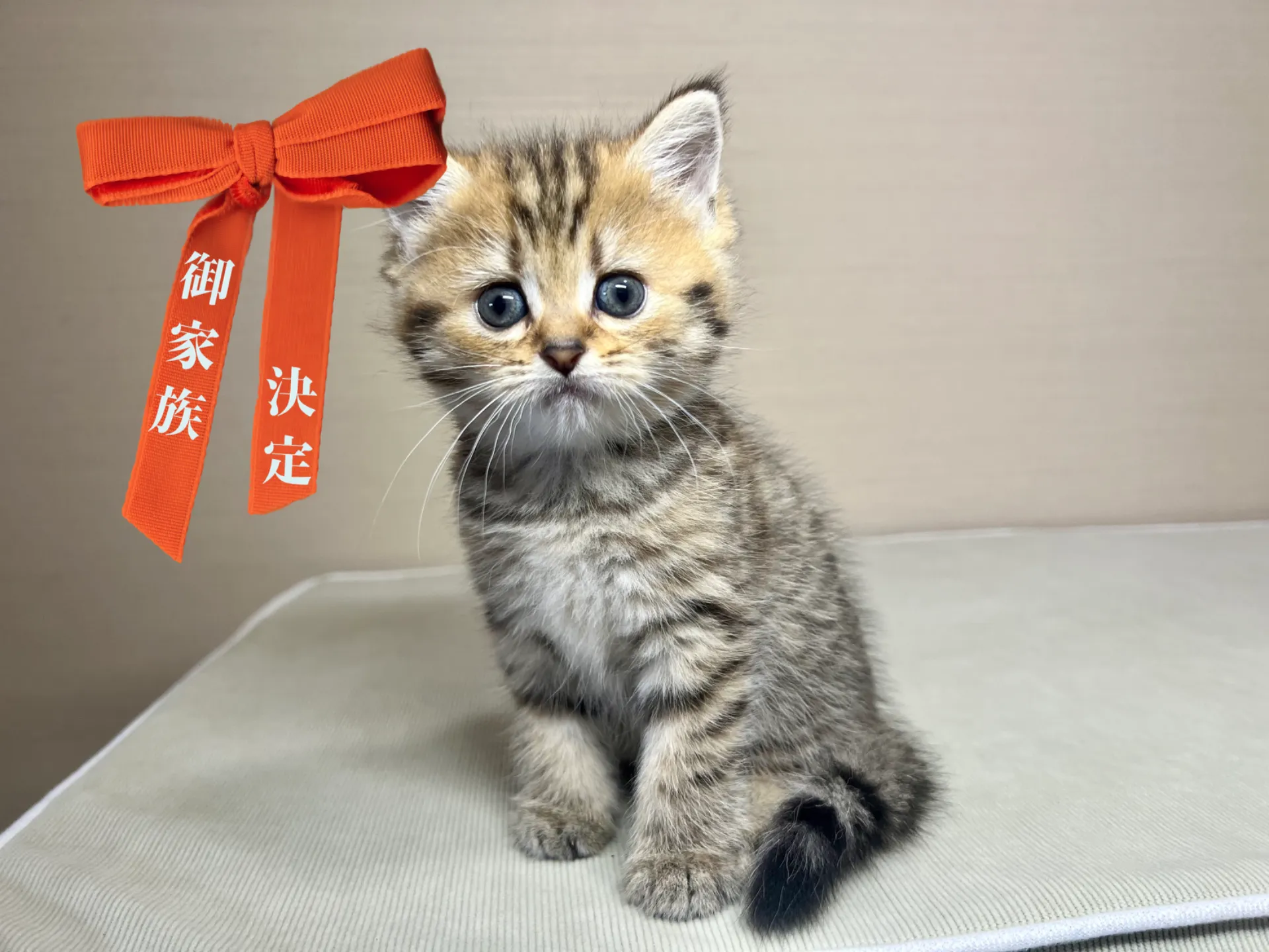 ミヌエット(8/25生)