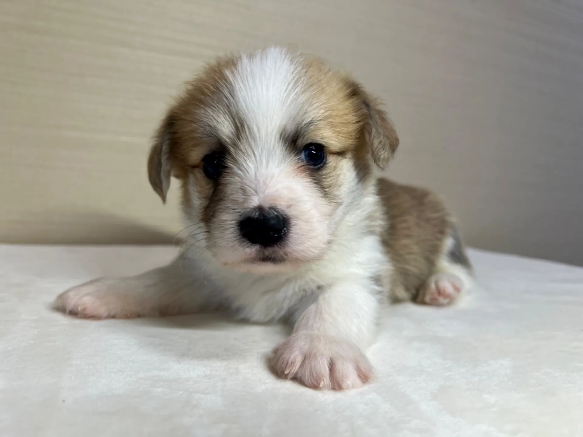 マルチーズ×コーギー(9/18生)