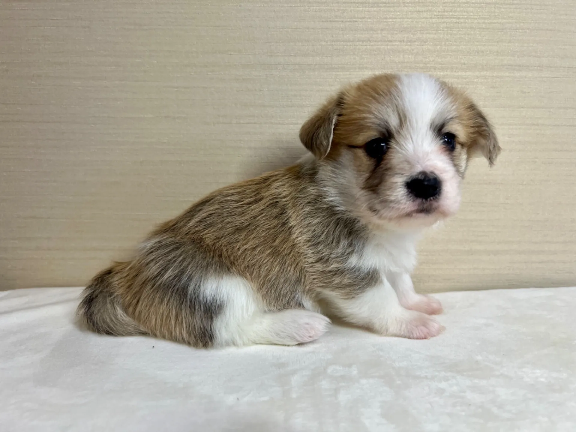 マルチーズ×コーギー(9/18生)