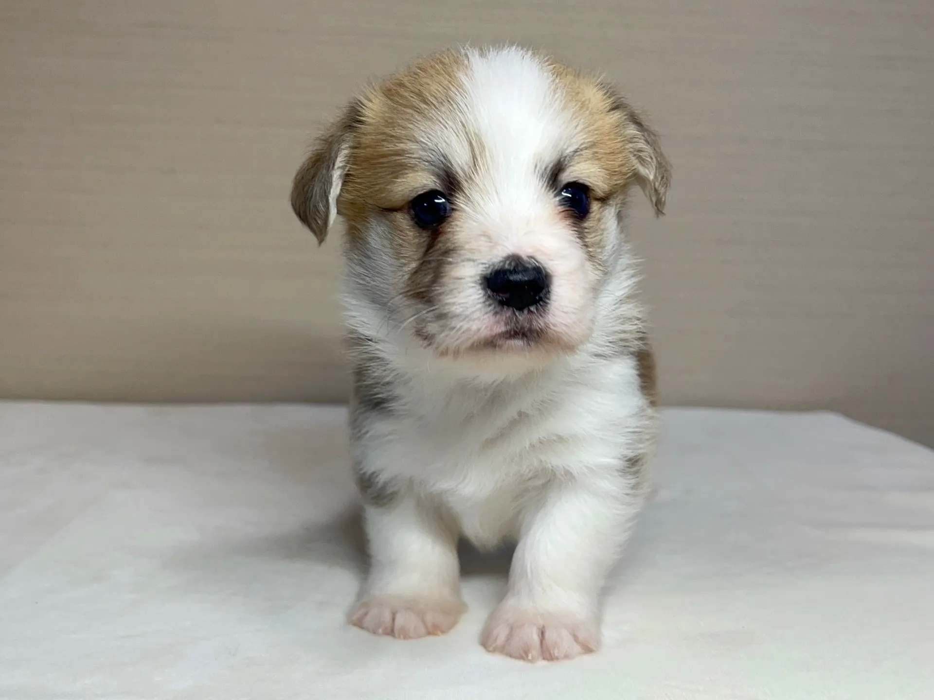 マルチーズ×コーギー(9/18生)