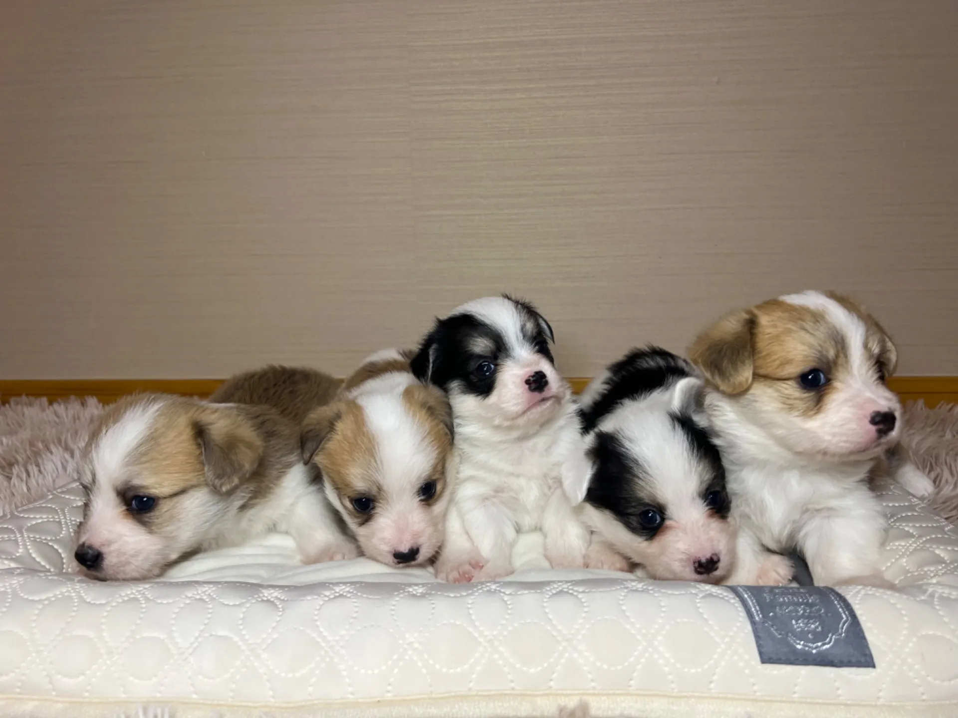 マルチーズ×コーギー(9/18生)