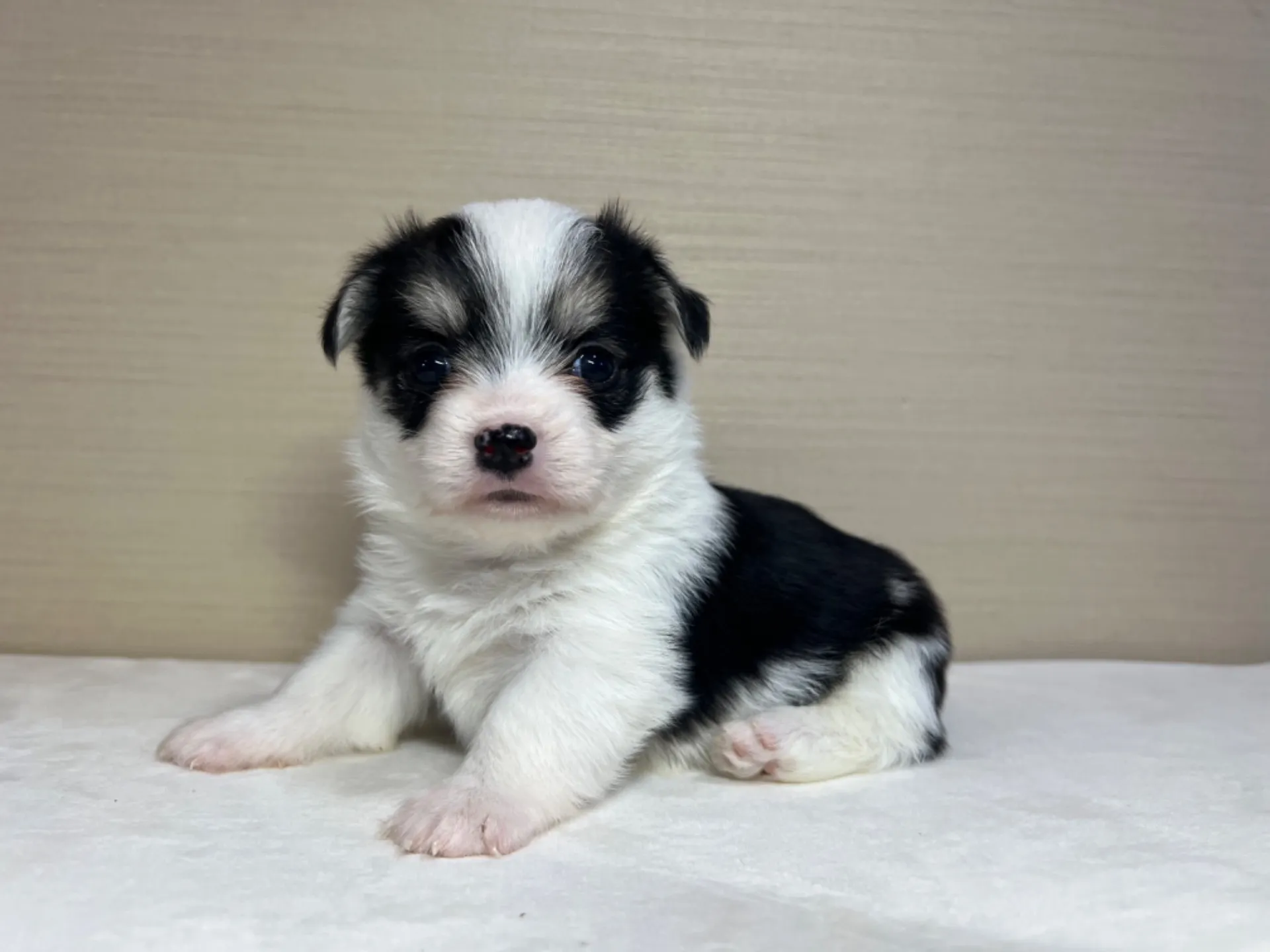 マルチーズ×コーギー(9/18生)