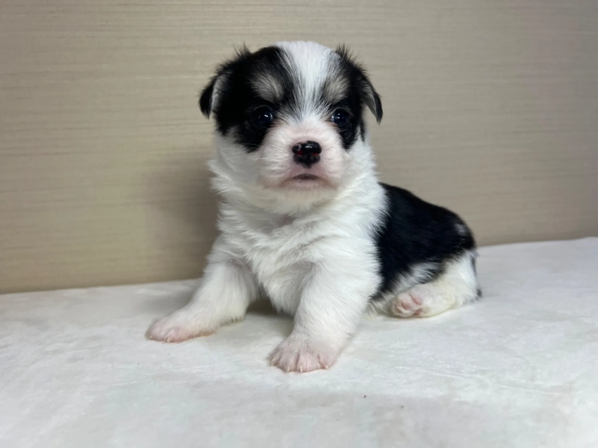 マルチーズ×コーギー(9/18生)