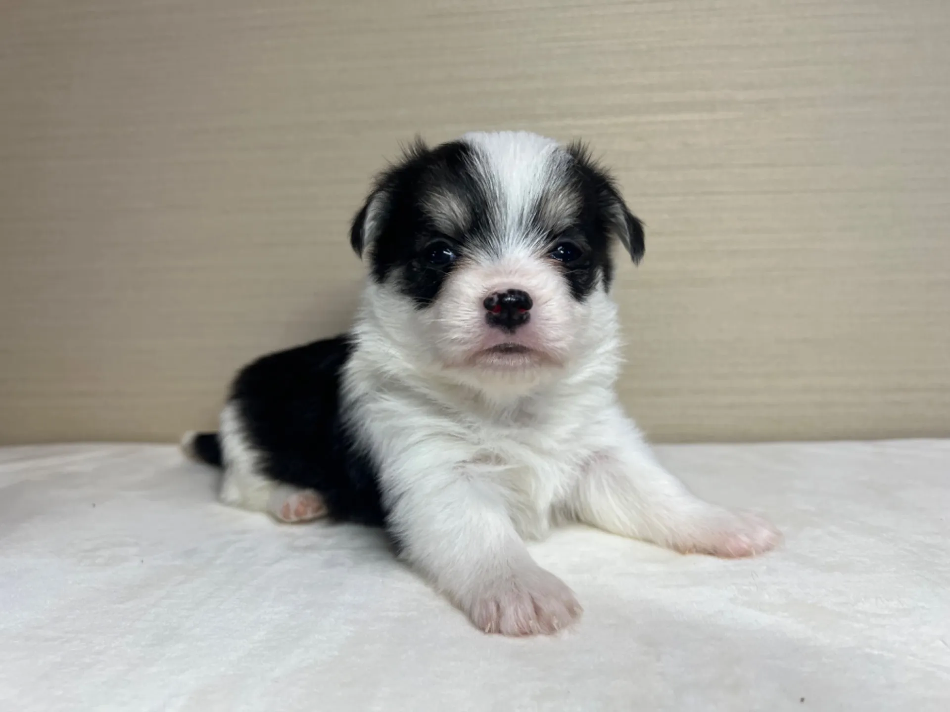 マルチーズ×コーギー(9/18生)