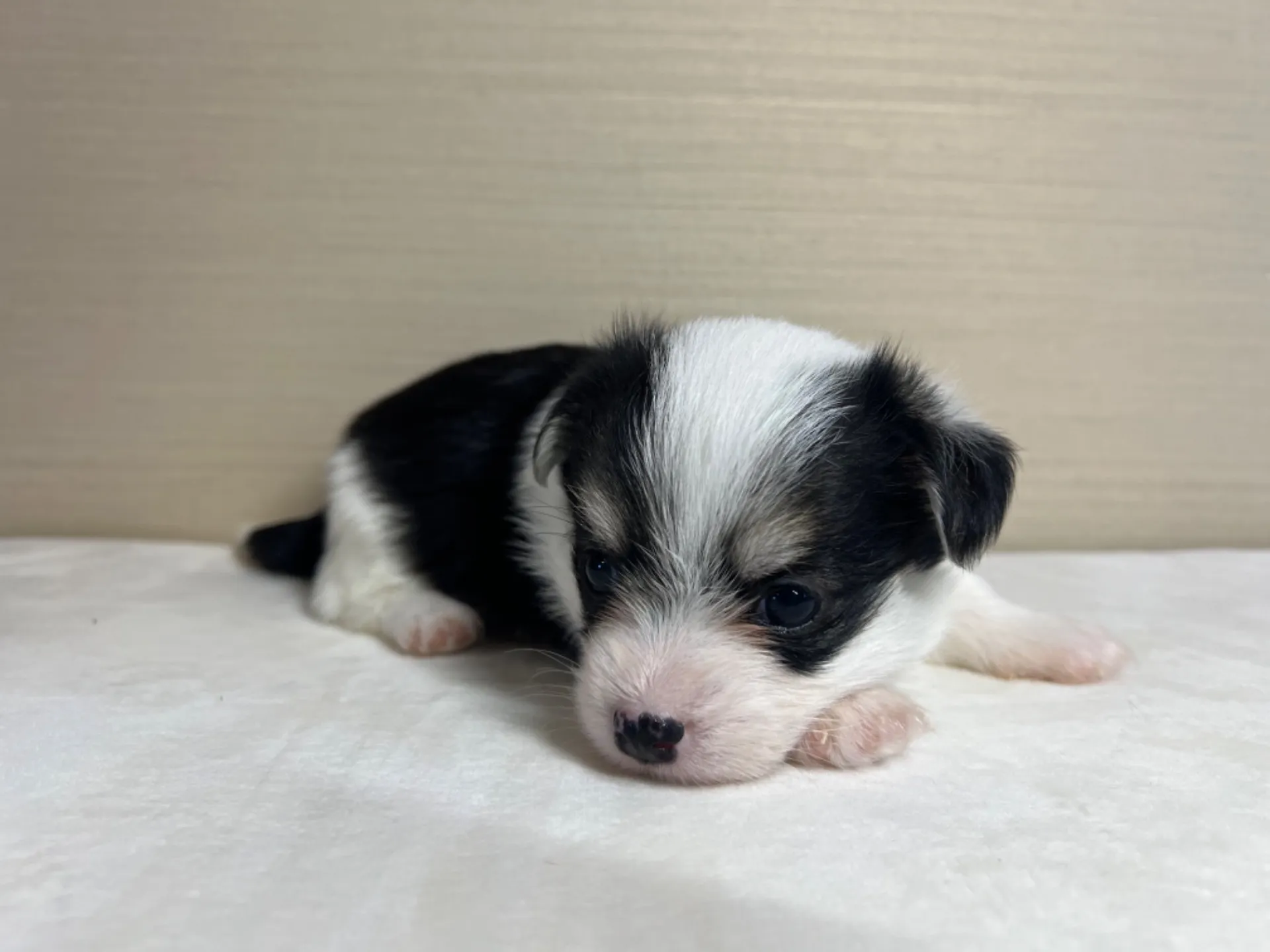 マルチーズ×コーギー(9/18生)