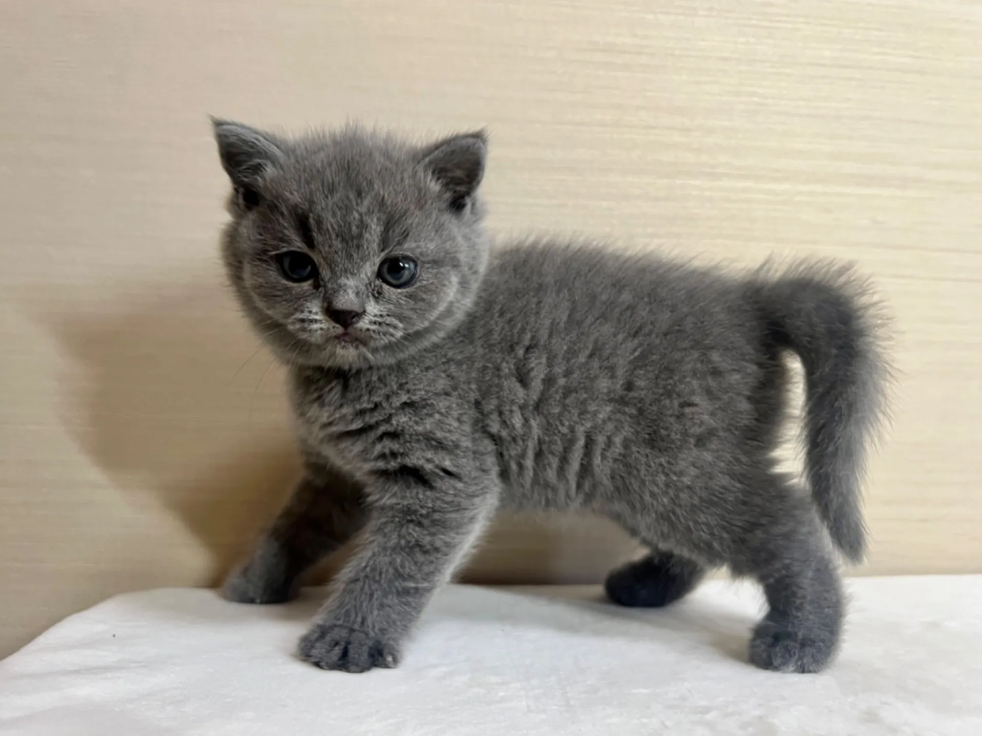 スコティッシュフォールド(10/6生)