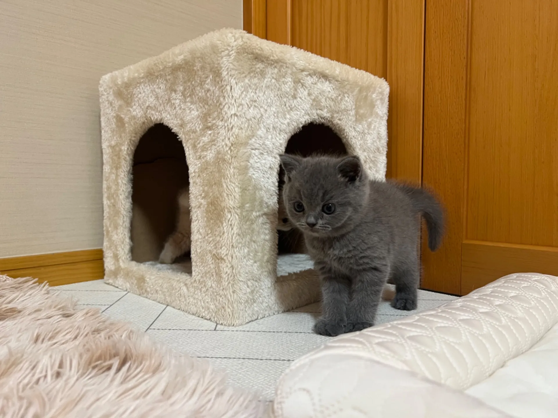 スコティッシュフォールド(10/6生)