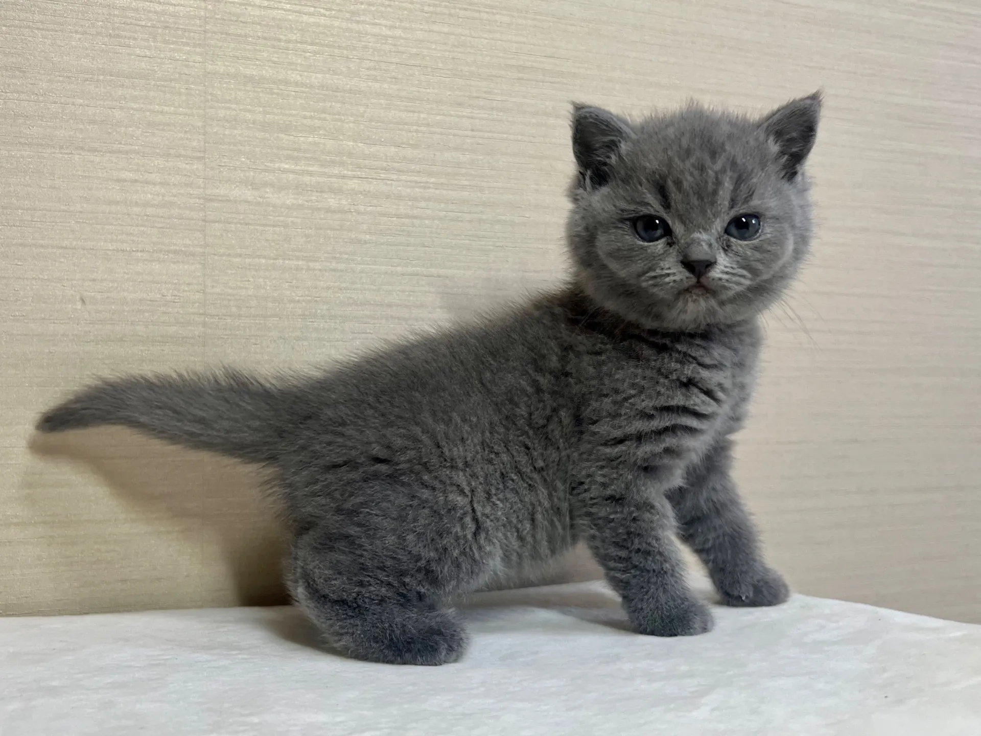 スコティッシュフォールド(10/6生)