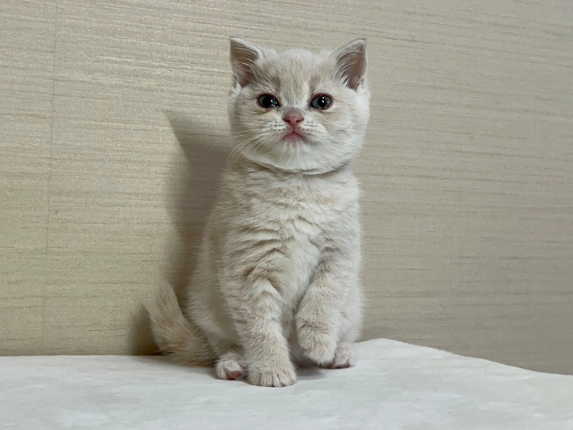 スコティッシュフォールド(10/6生)